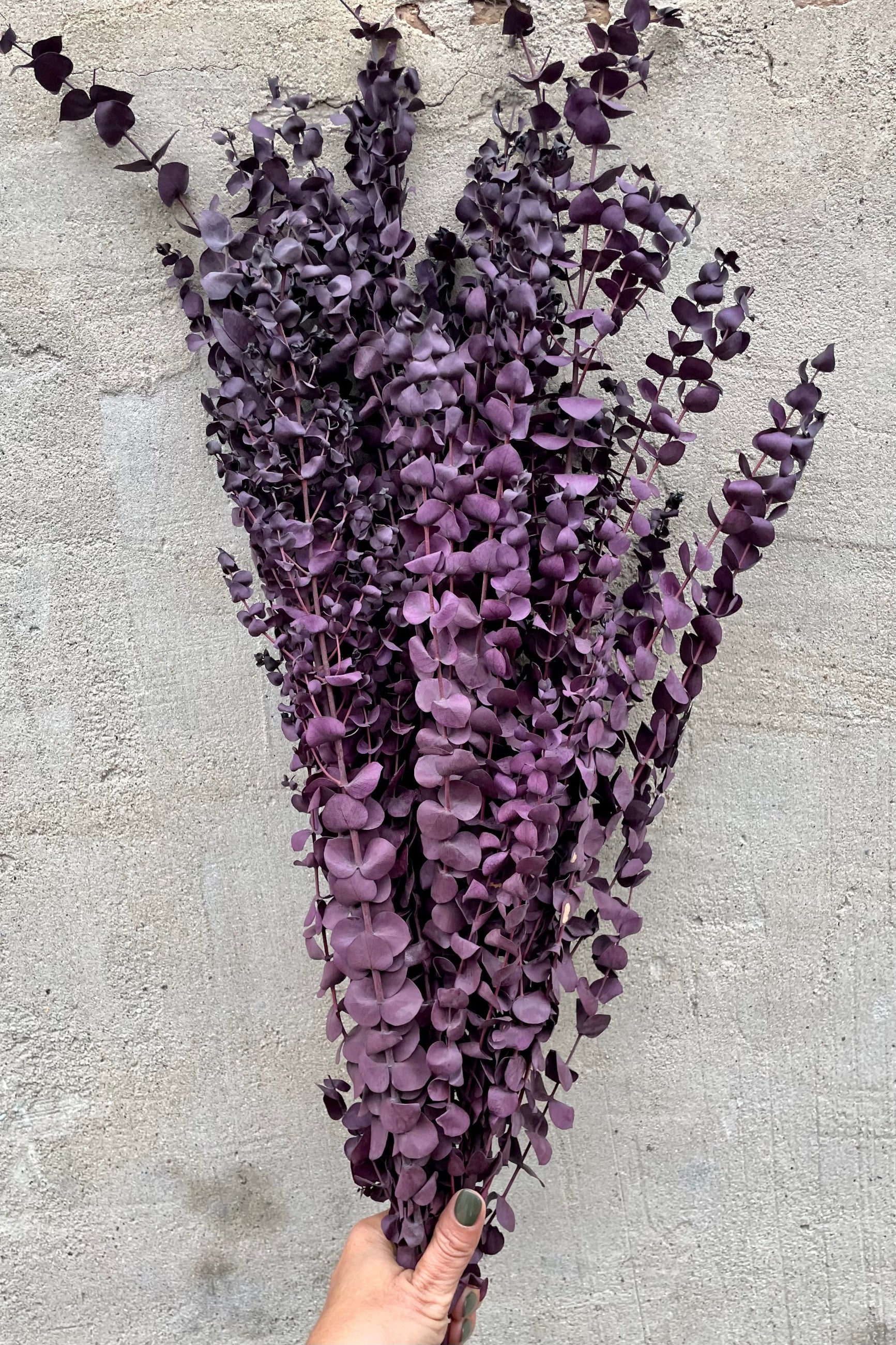 Plum colored preserved Eucalyptus bunch against a grey wall.