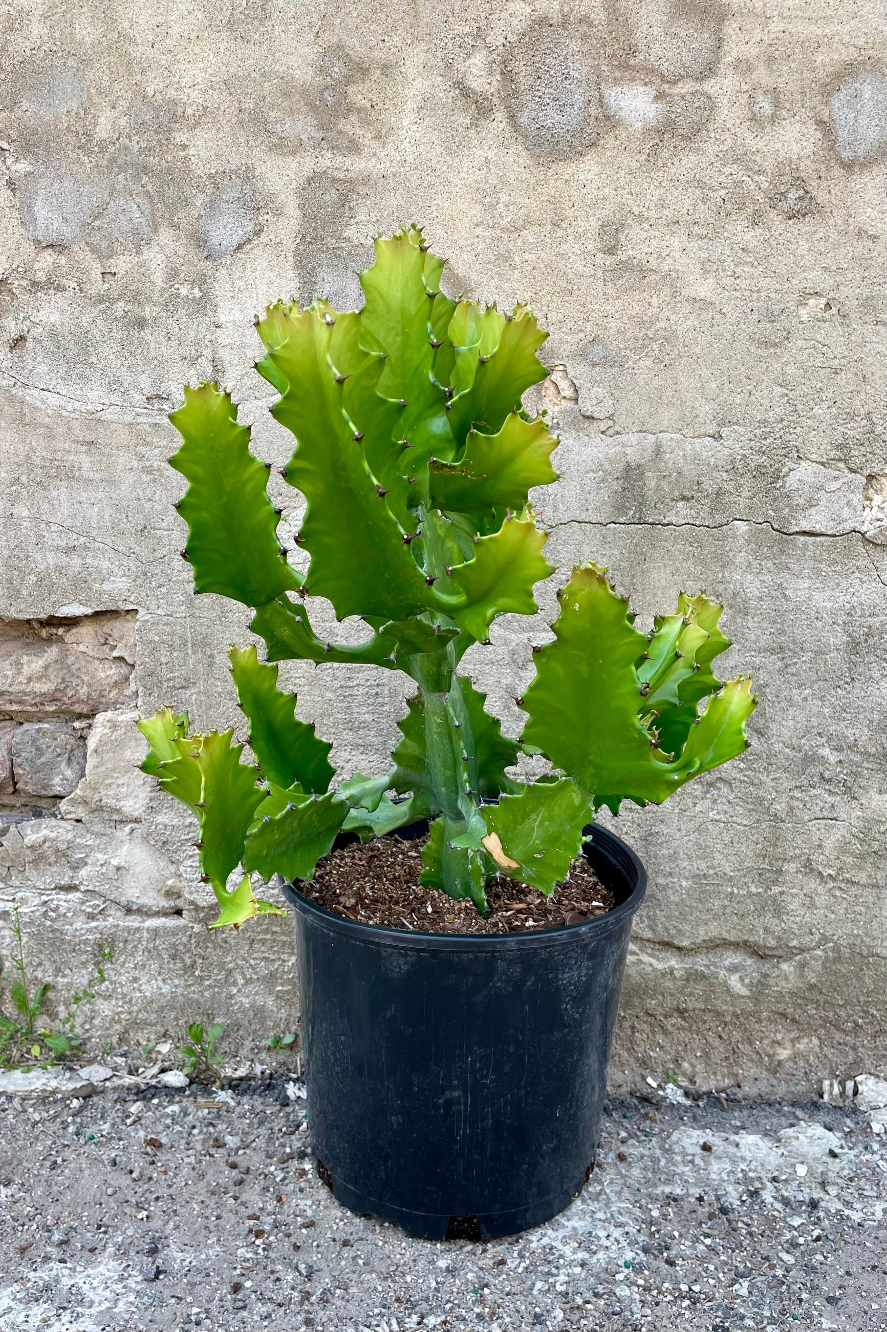 Euphorbia ingens 10"black growers pot green cactus leaves with spines against a grey wall