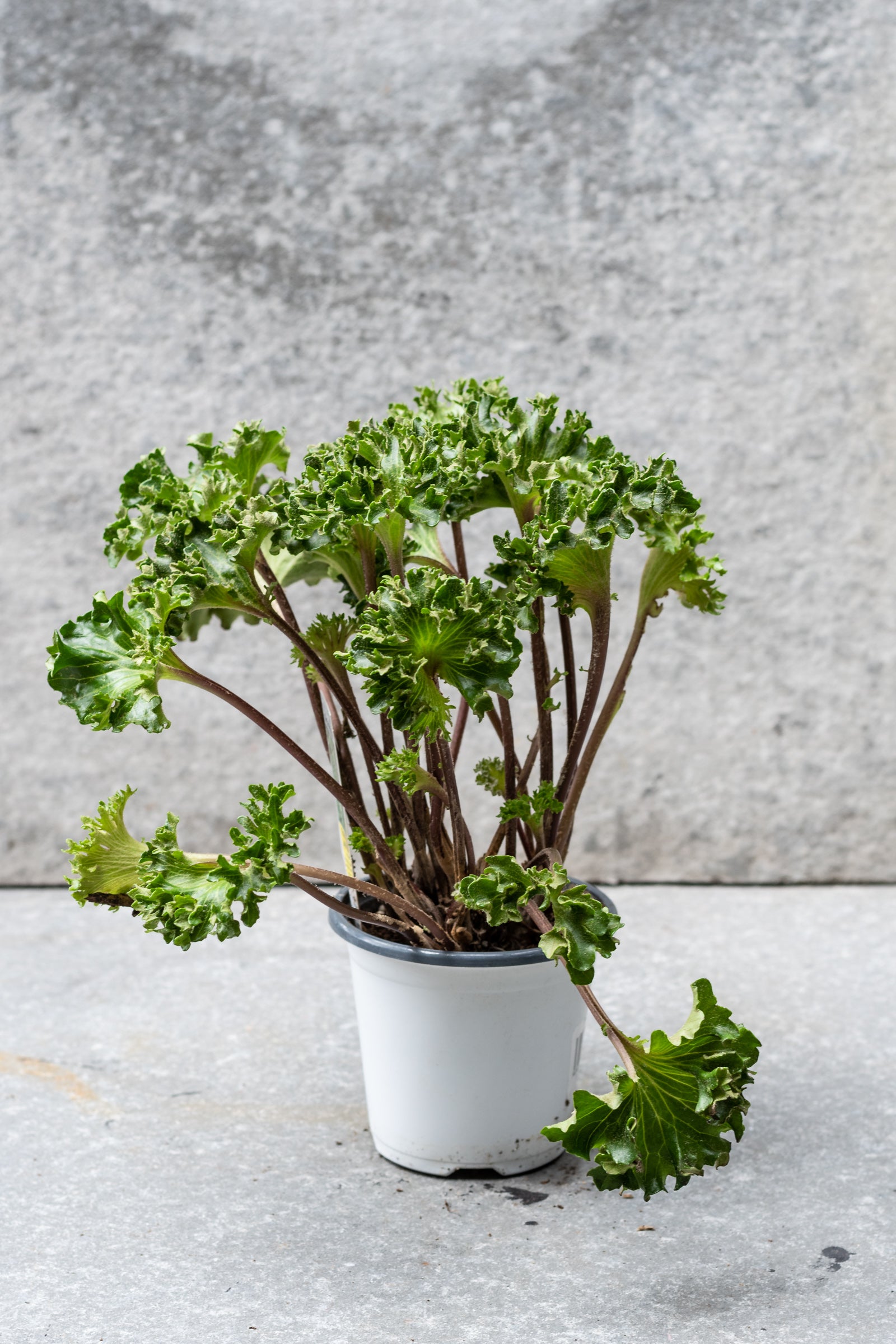 Farfugium japonicum 'Crispata' 4"