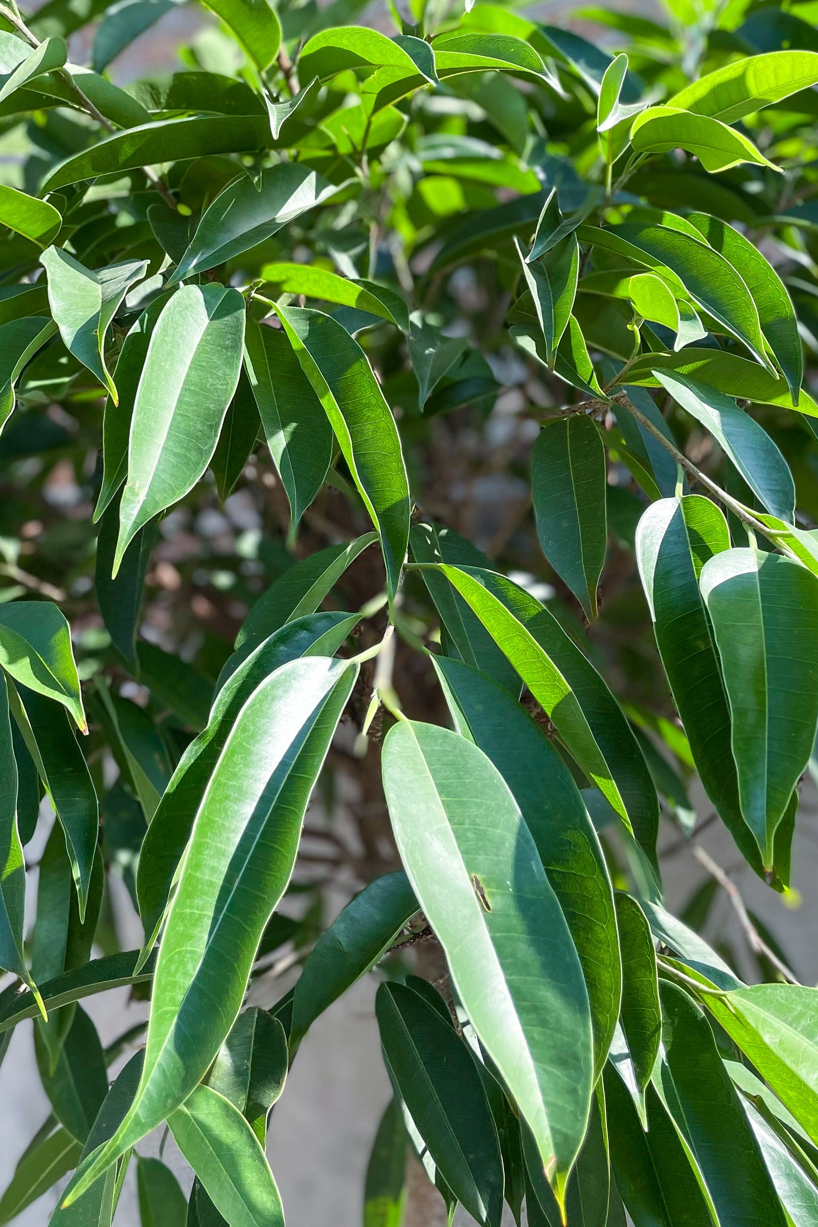 Photo of long green leaves of Ficus Amstel King at Sprout-home