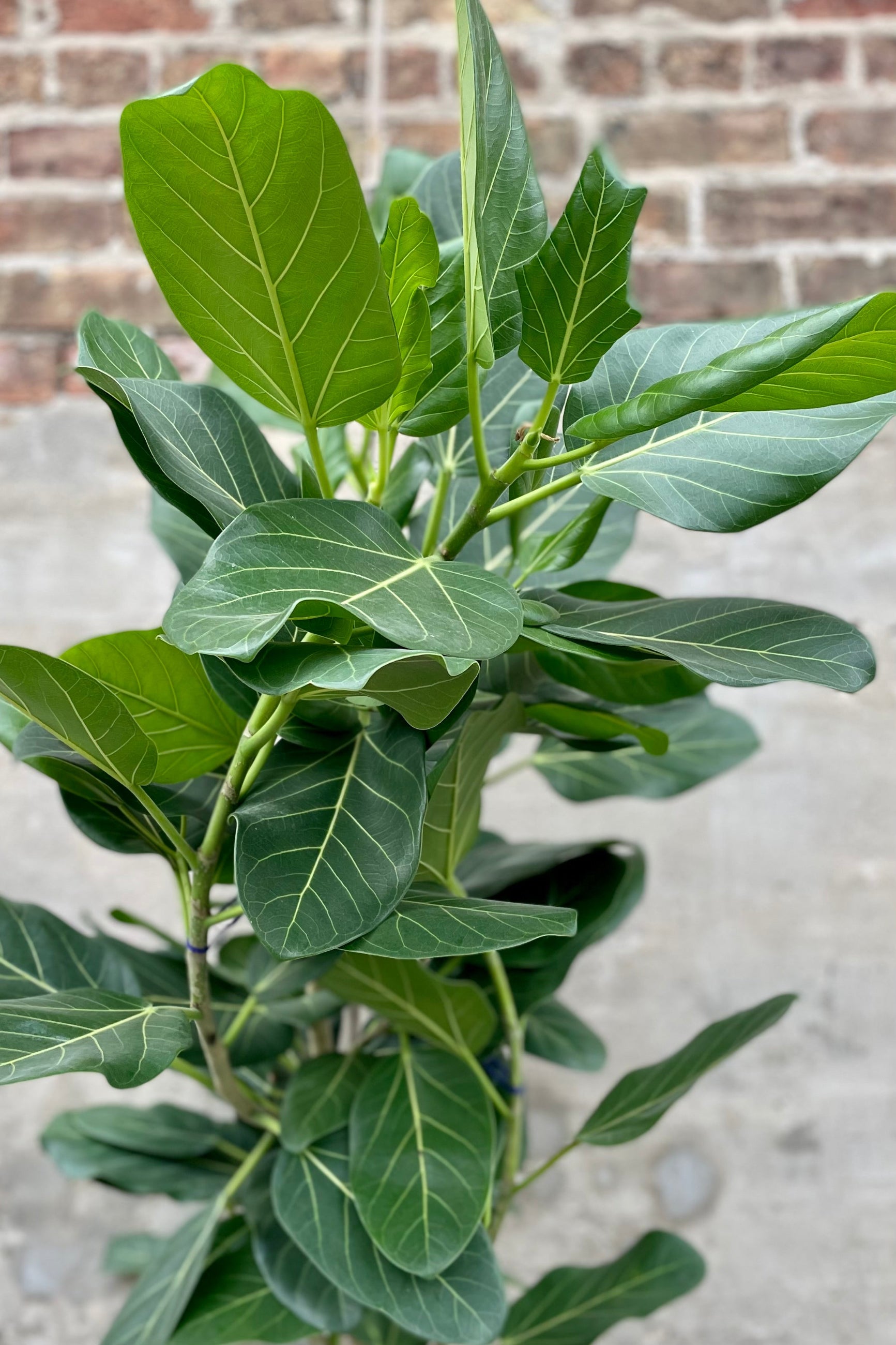 detail of Ficus benghalensis 'Audrey' standard form 14" against a grey wall with brick