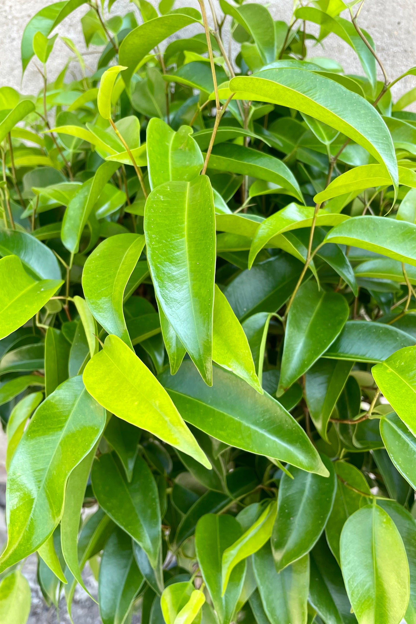 The ovate to lance shape green shiny leaves of the Ficus 'Mini Amstel King' at Sprout-home.