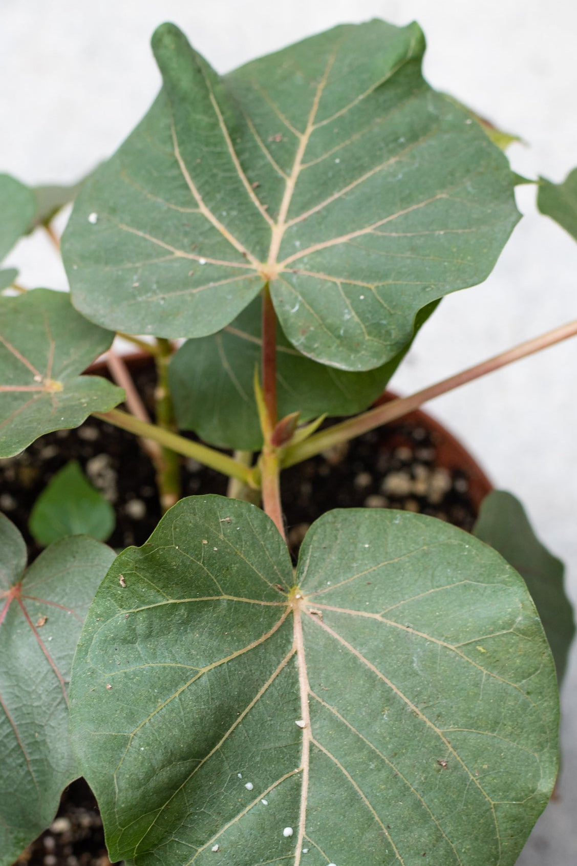 Ficus petiolaris plant view from above.