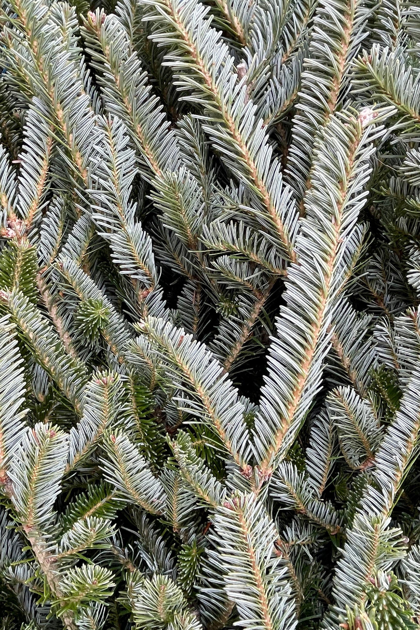 detail pic of Fraser needles showing the two tone blue green.