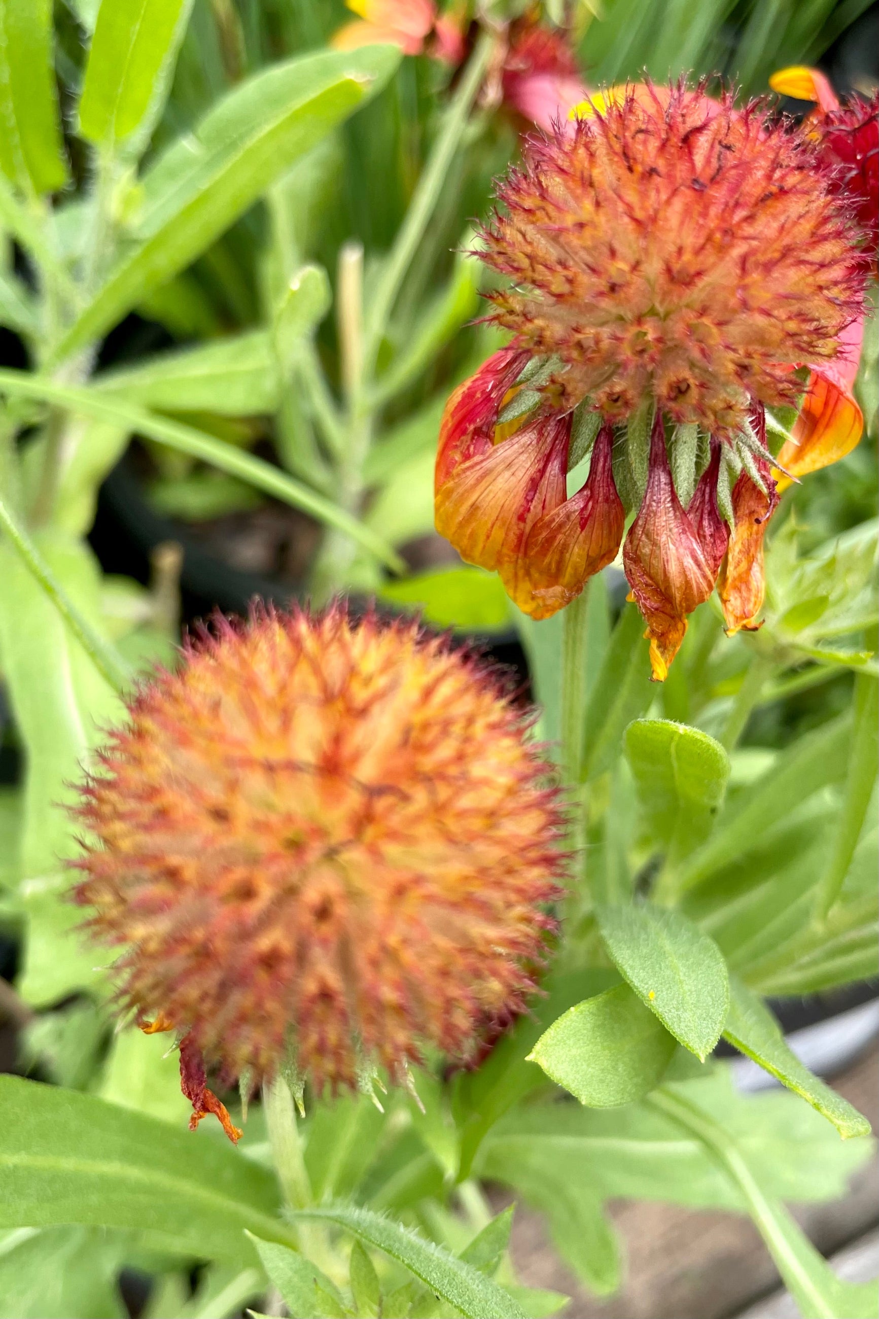spent flowers of the 'Goblin' Gaillardia end of July showing the cool textured flower centers. ©Sprout Home