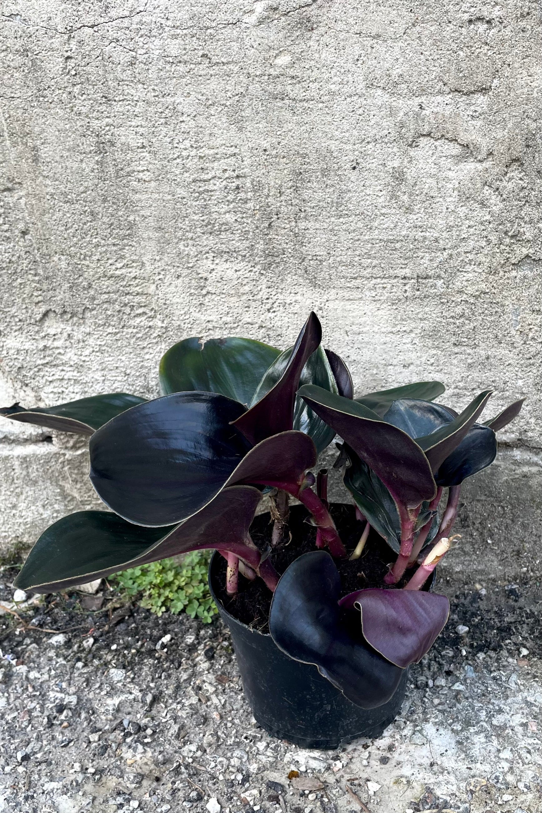 A frontal view of the 6" Geogenanthus ciliatus in a grower pot against a concrete backdrop