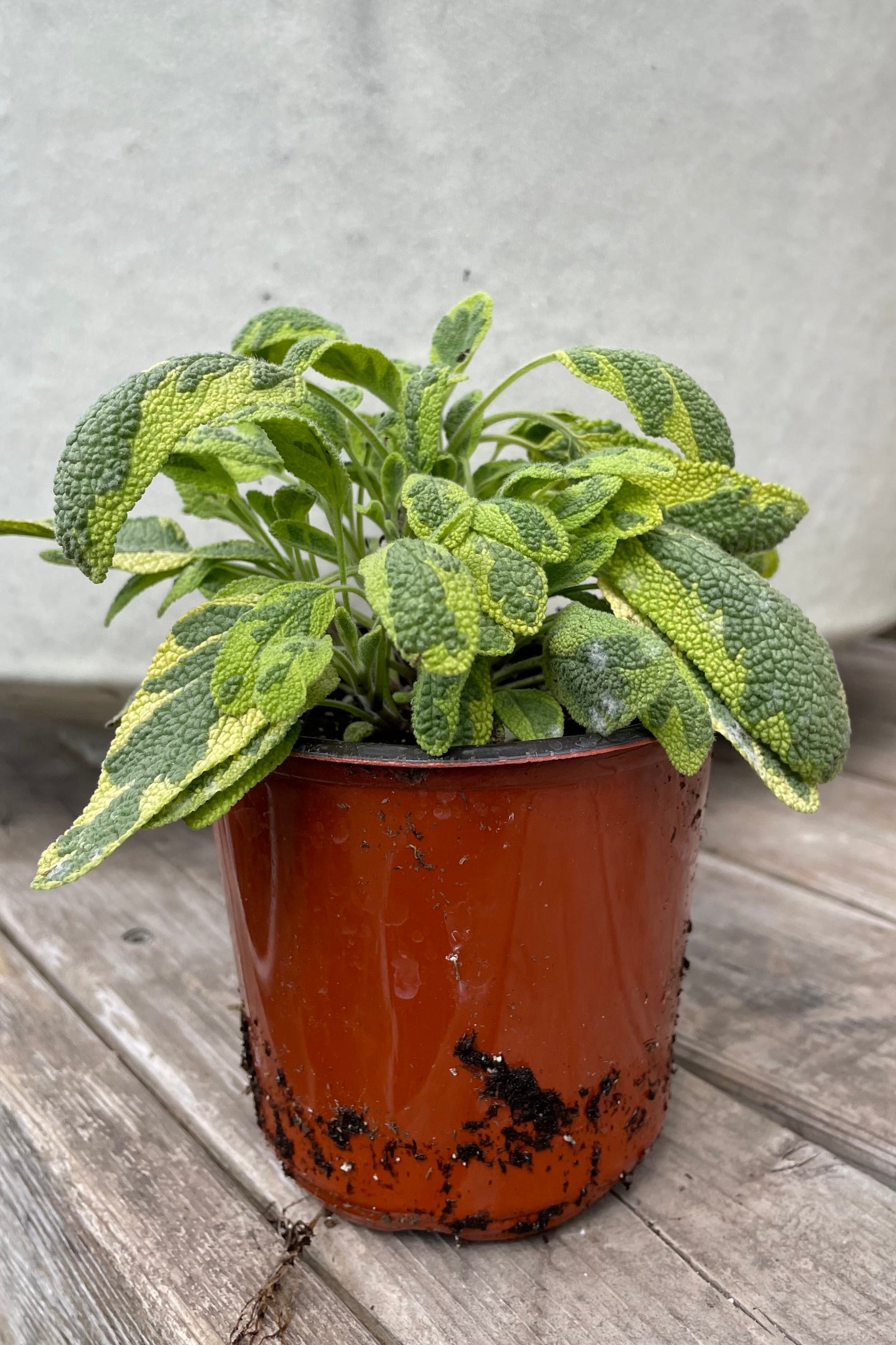 Golden Sage in a 3" growers pot in mid April showing the bright yellow and green leaves. ©Sprout Home