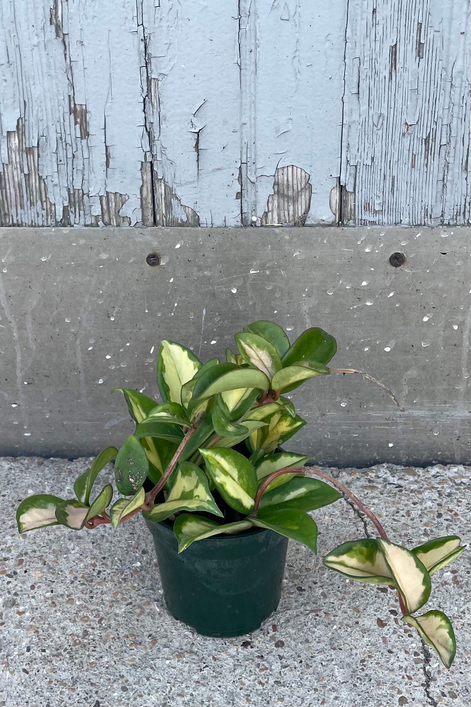 A full view of Hoya carnosa 'Exotica' 4" in grow pot against wooden backdrop