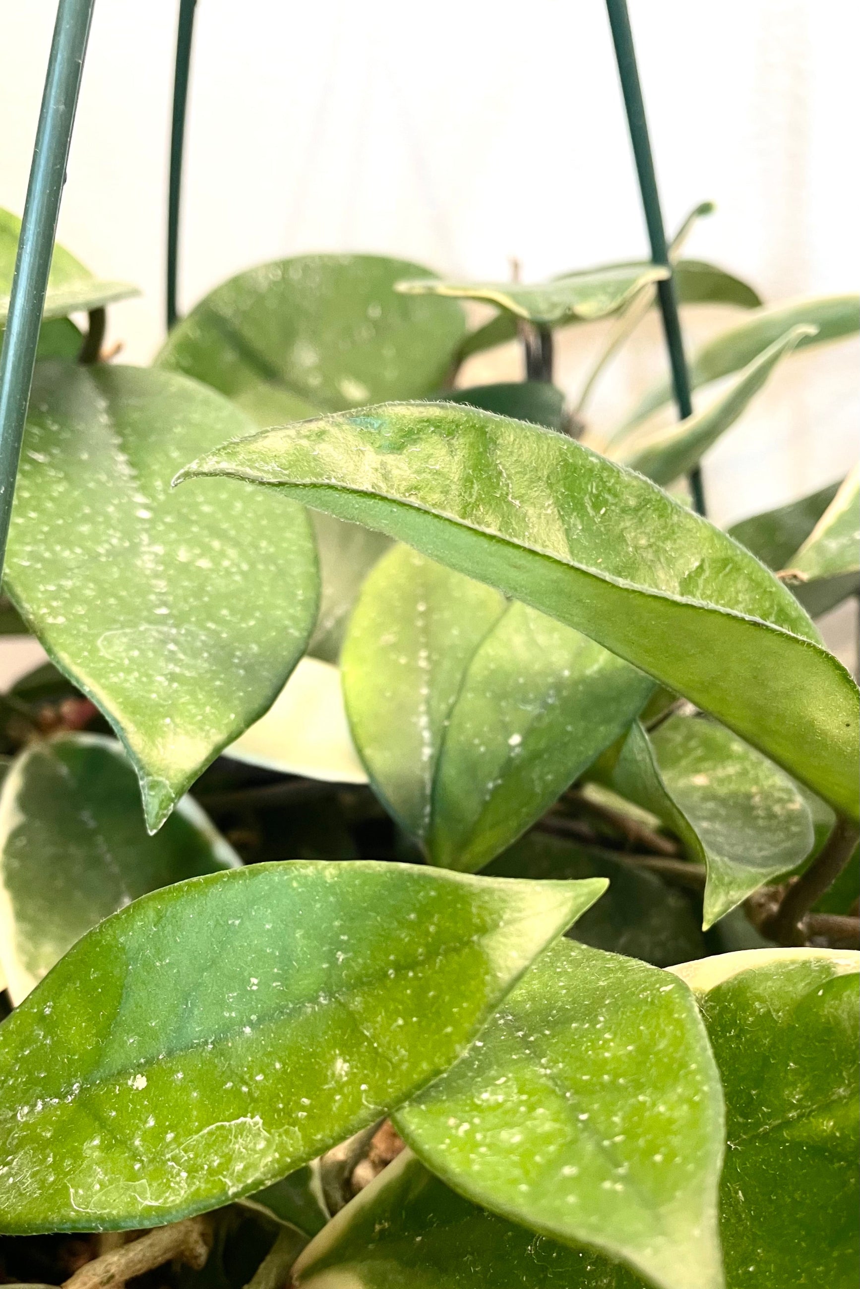 A detailed view of Hoya carnosa 'Tricolor' 8" against white backdrop