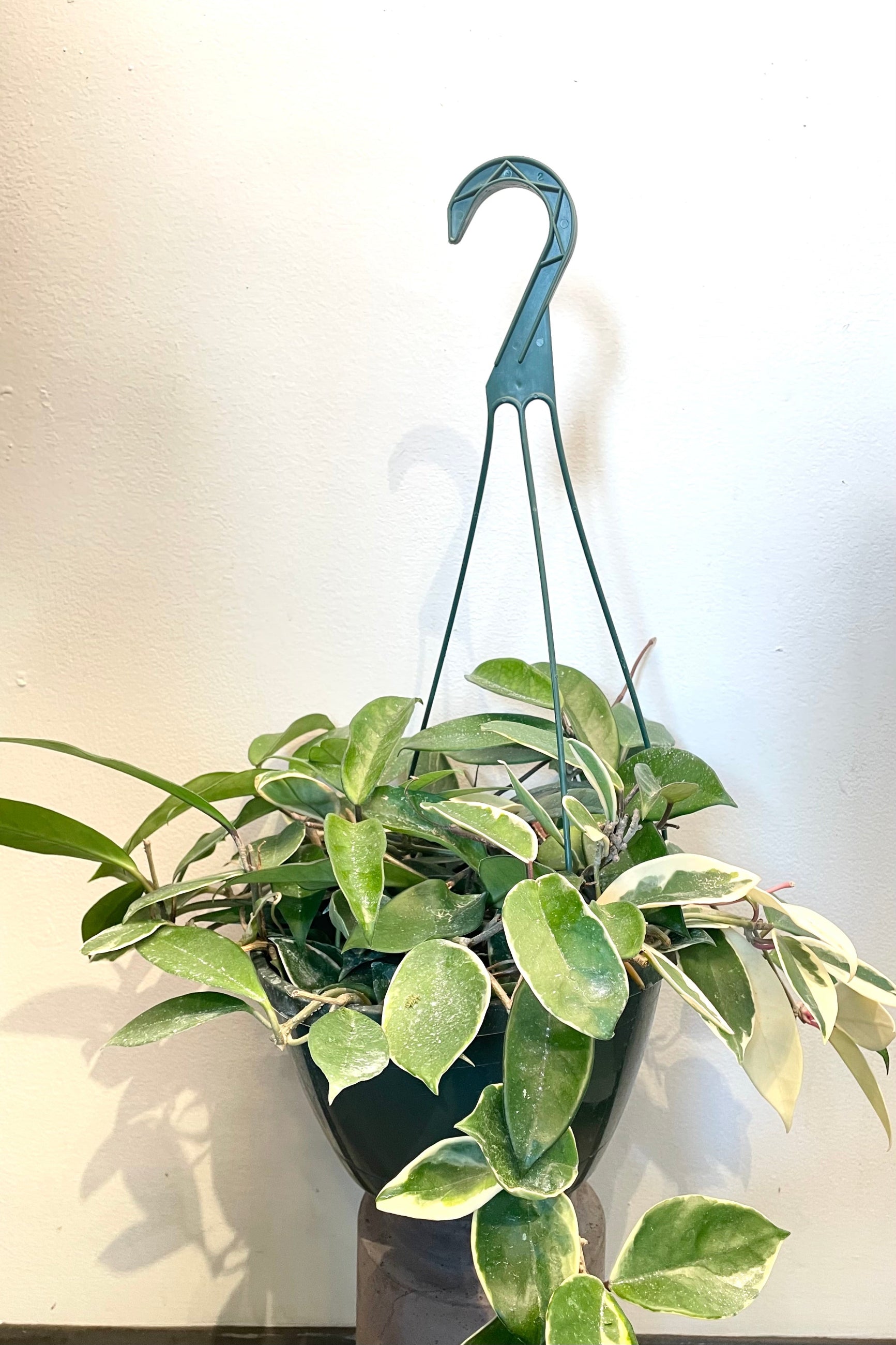 A full view of Hoya carnosa 'Tricolor' 8" in hanging basket against white backdrop