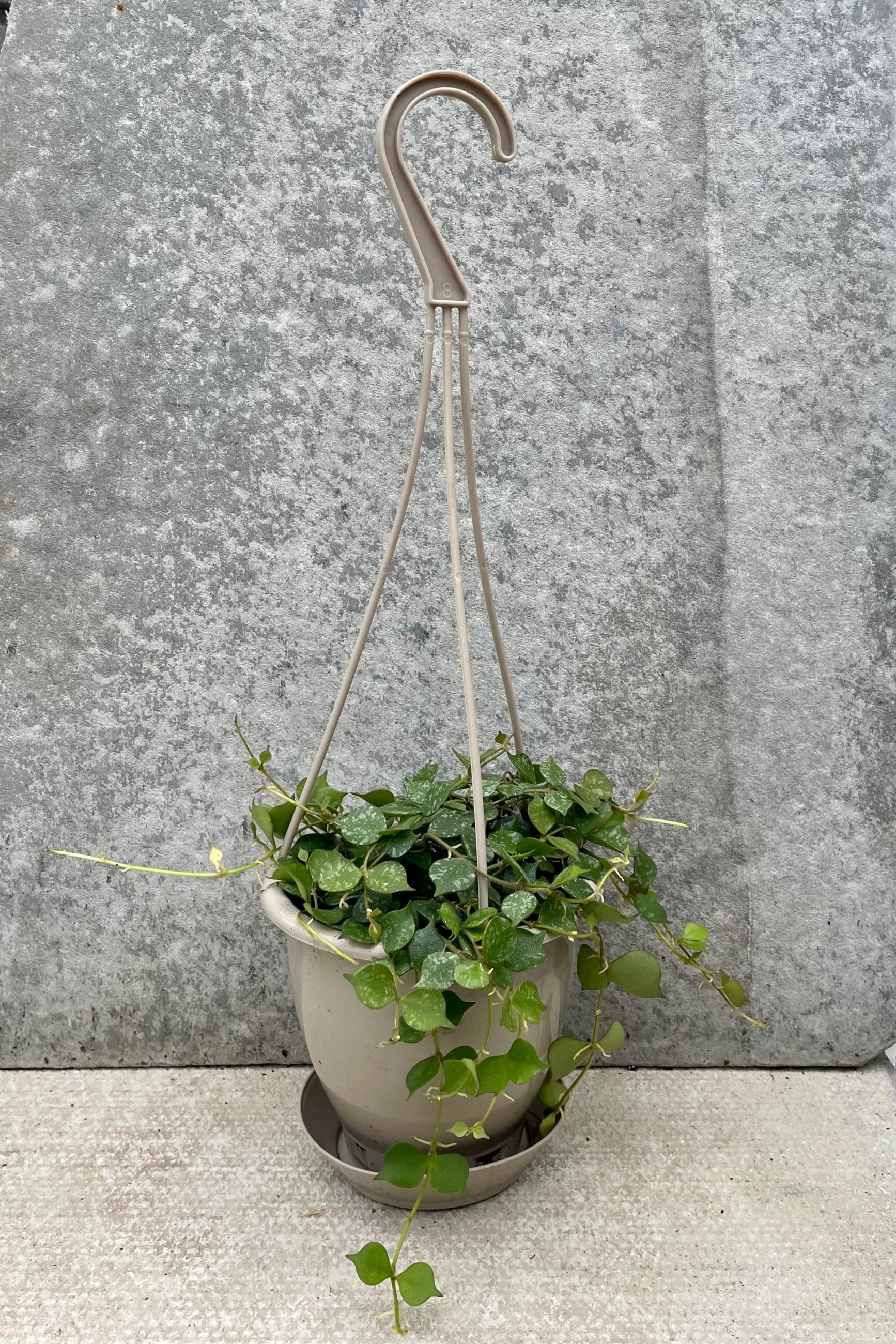 Hoya curtisii 4" tan growers pot with green vining leaves against a grey wall