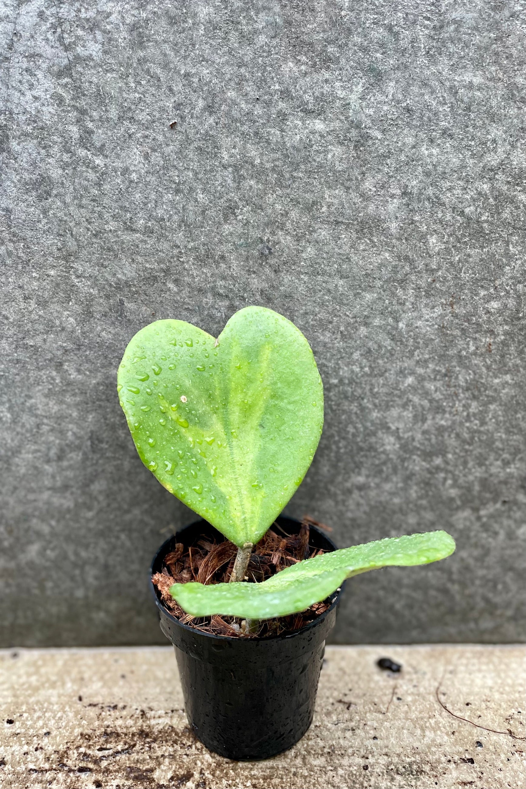 Hoya kerrii 'Variegata' 4" against a grey wall