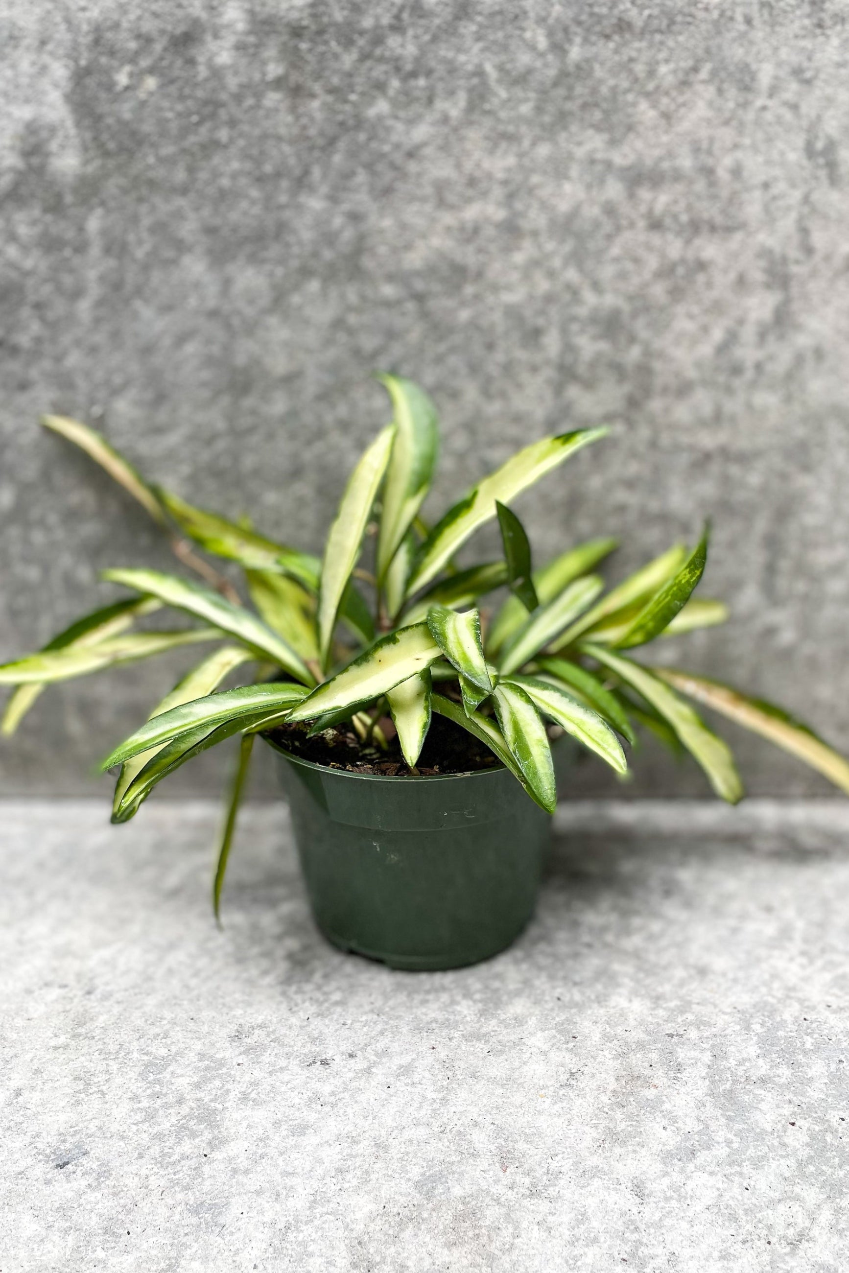 Hoya wyetii, variegated in grow pot in front of grey background