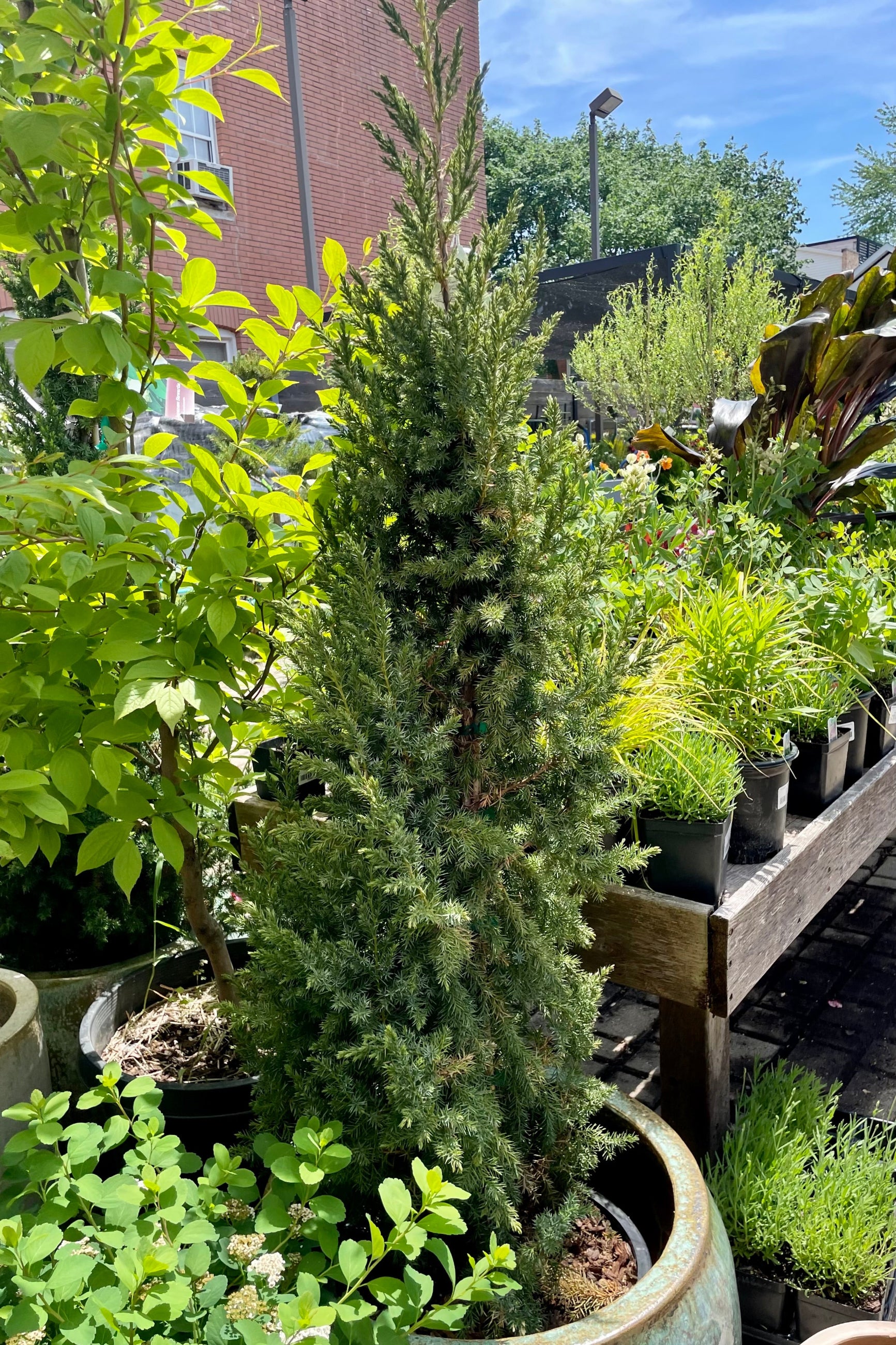 Juniper 'Star Power' in a #6 growers pot sitting in a decorative container with other nursery plants surrounding it at Sprout-home the beginning of June. ©Sprout Home