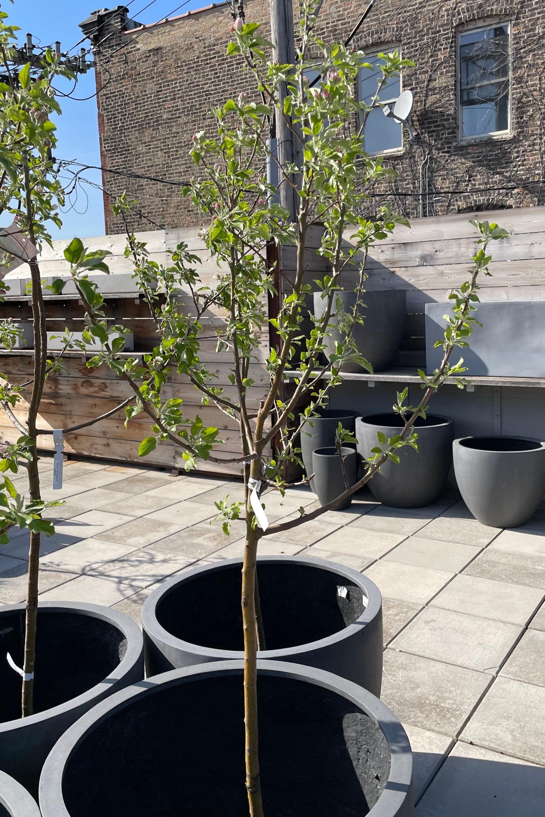 Malus 'McIntosh' #5 sitting in a decorative pot. Just leafing and budding for the season mid April. ©Sprout Home