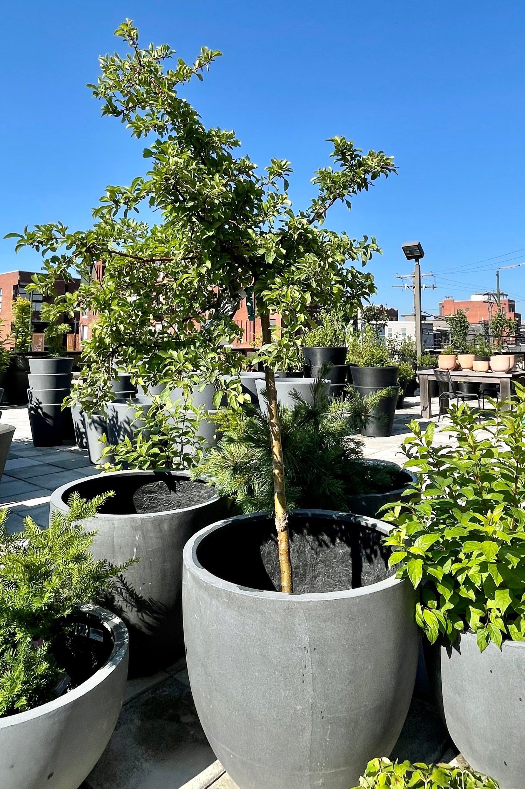 #7 Malus 'Tina' crabapple sitting in a decorative pot showing the green leaves after bloom at the end of June at Sprout-home. ©Sprout Home
