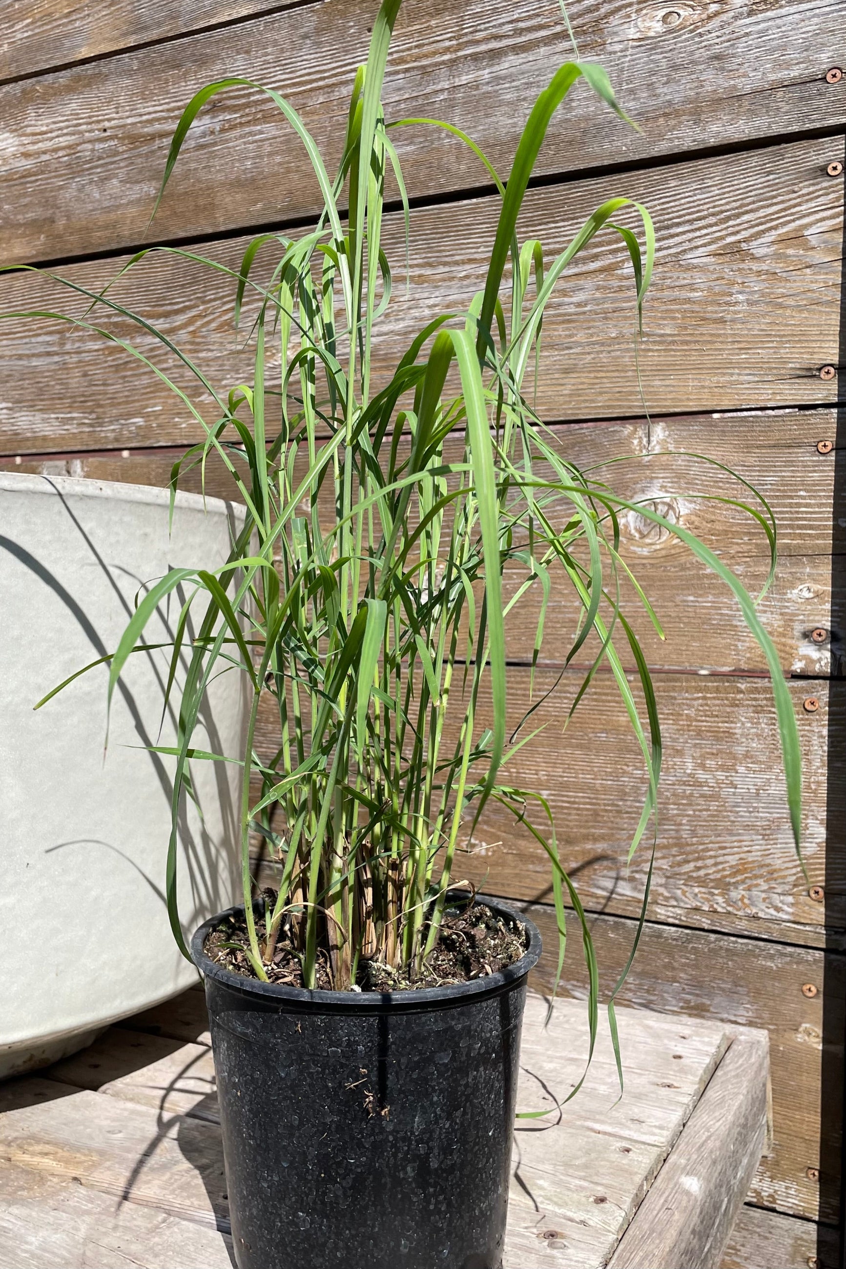 Miscanthus 'Little Zebra' in a #1 pot just starting in the middle of April at Sprout-home. ©Sprout Home