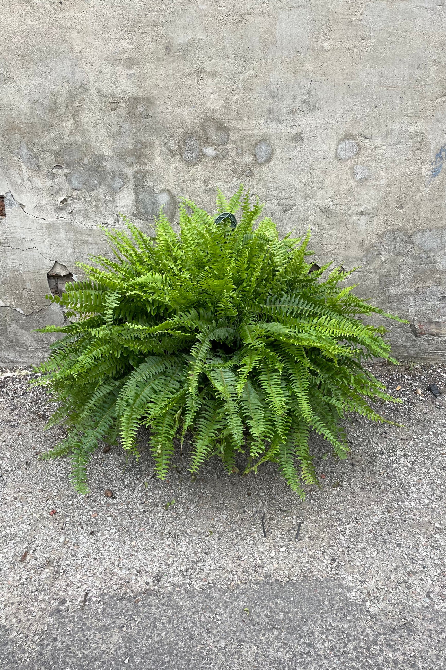 Nephrolepsis exaltata 'Massii' in a 12" growers pot against a grey wall