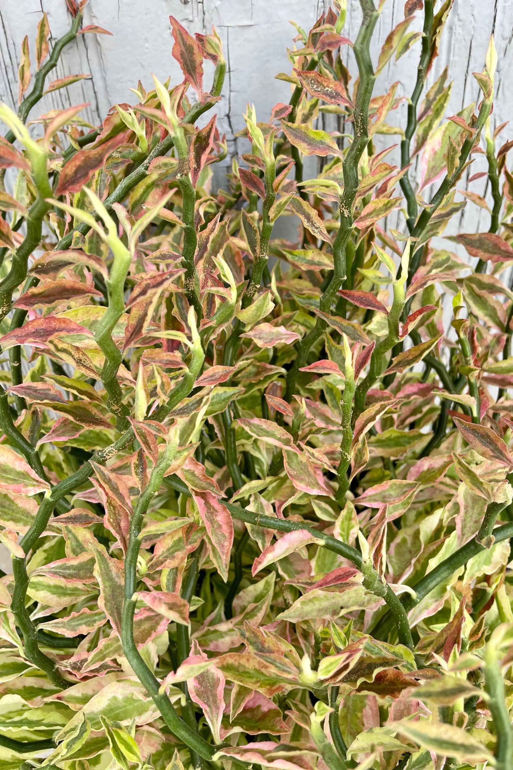 A detailed view of Euphorbia tithymaloides "Devil's Backbone" 8"