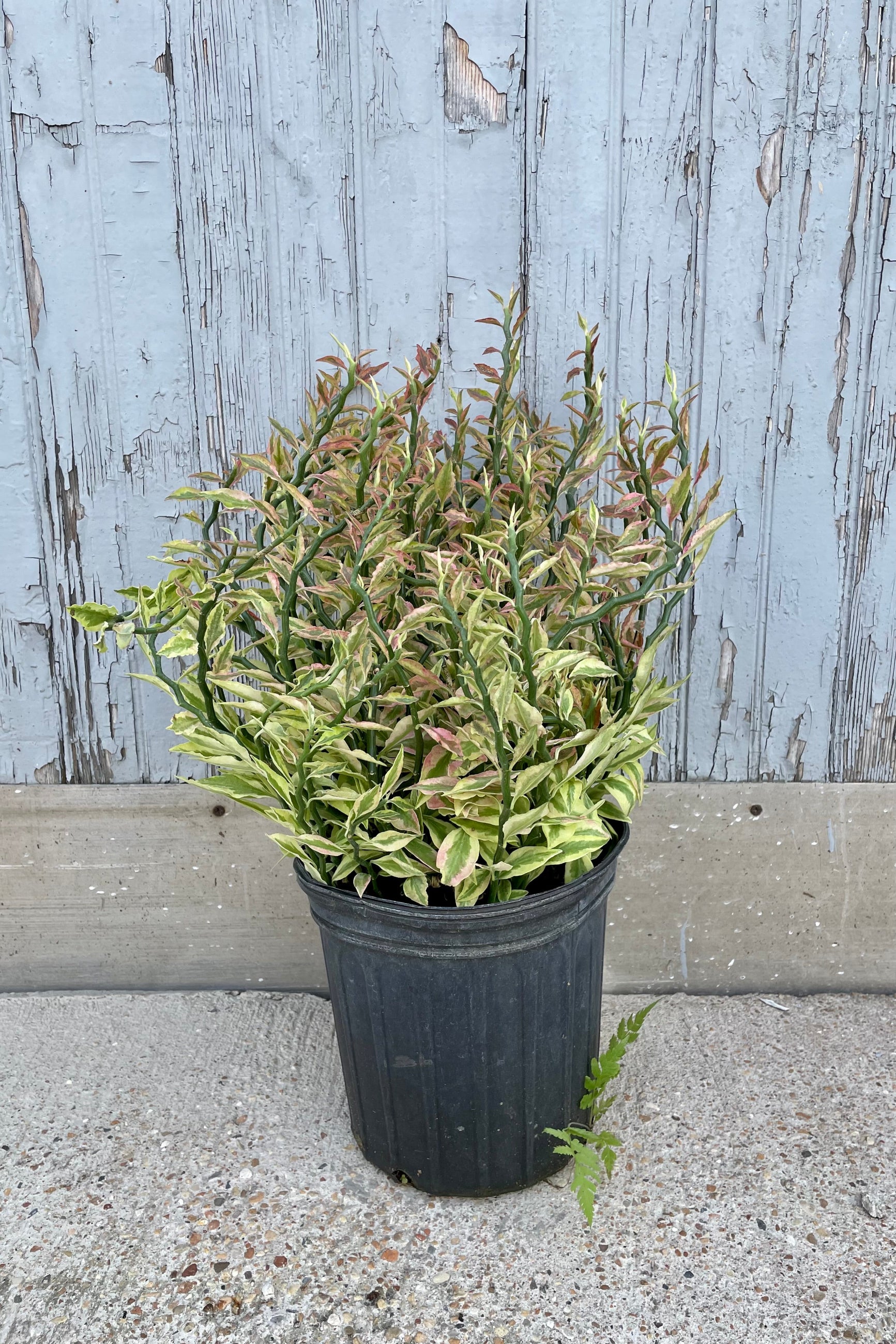 A full view of Euphorbia tithymaloides "Devil's Backbone" 8" in grow pot against wooden backdrop