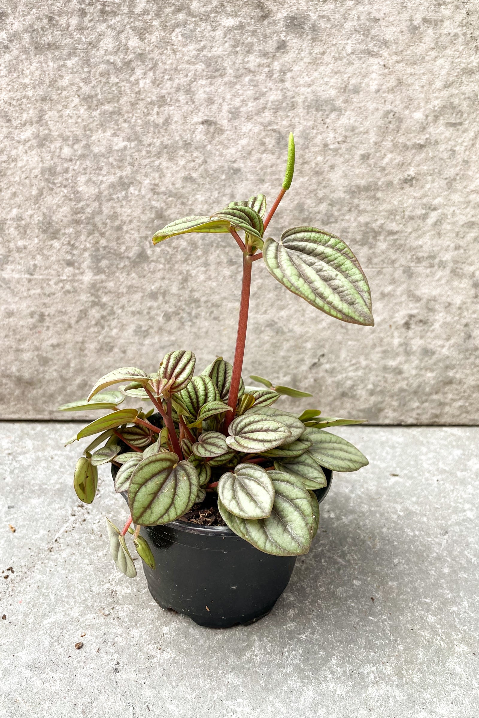 Peperomia 'Piccolo Banda' in 4 inch pot against grey background
