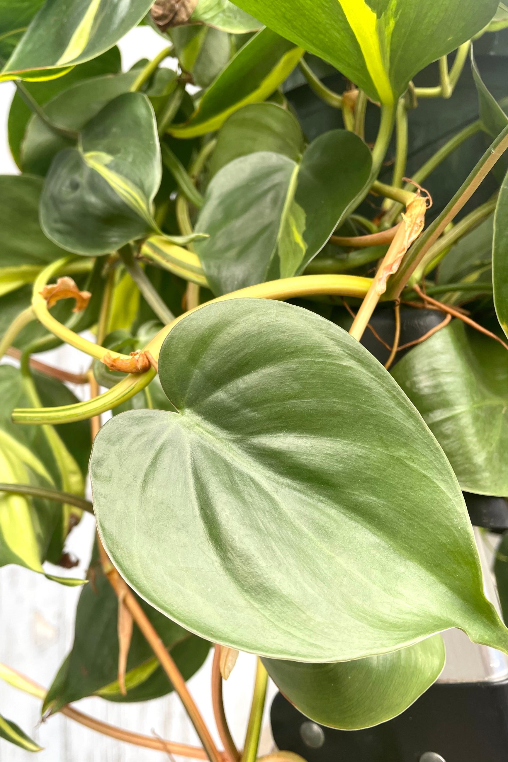 A detailed view of Philodendron cordatum 'Brasil' 8" premium