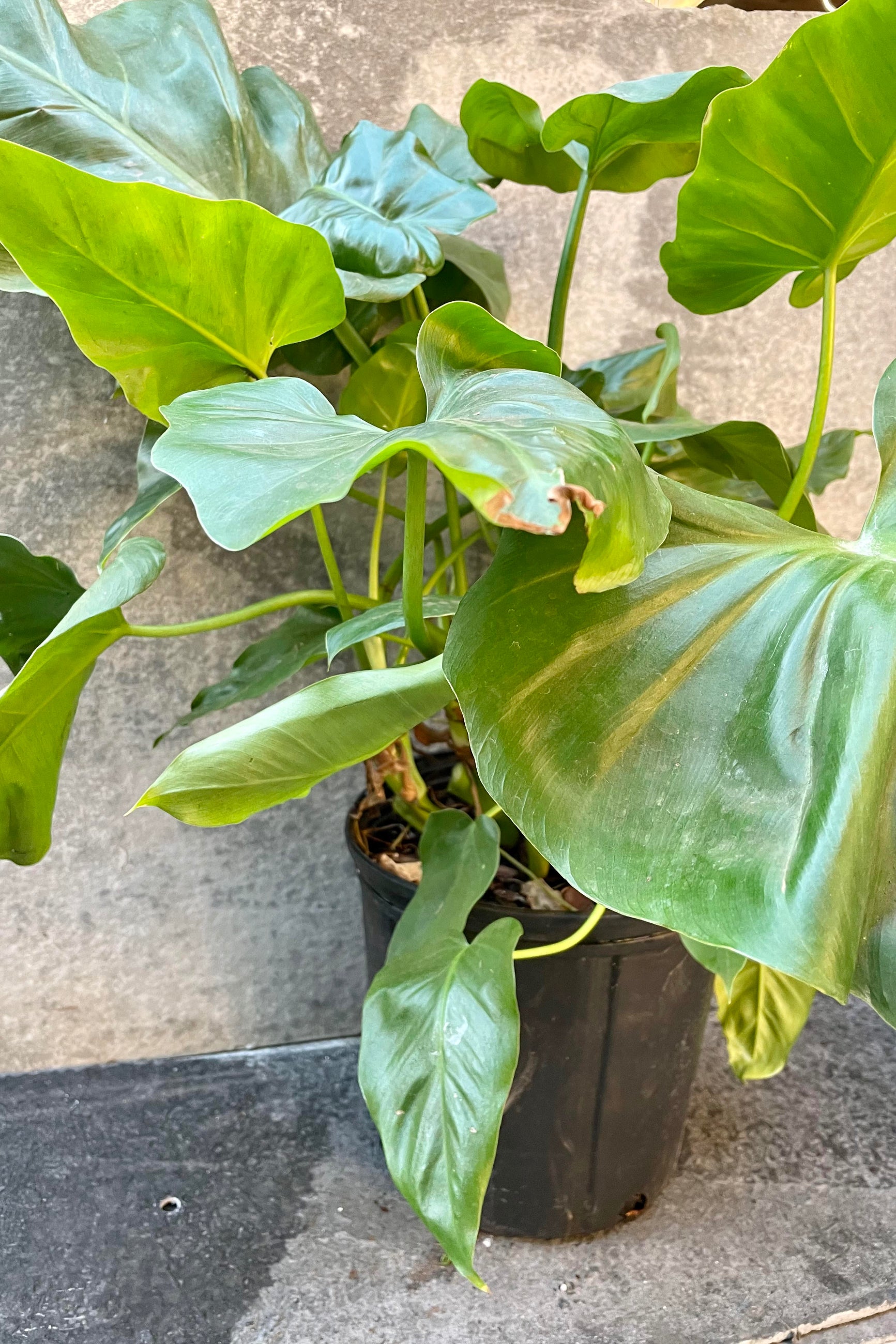 The Philodendron giganteum sits in its 10 inch growers pot against a grey backdrop.