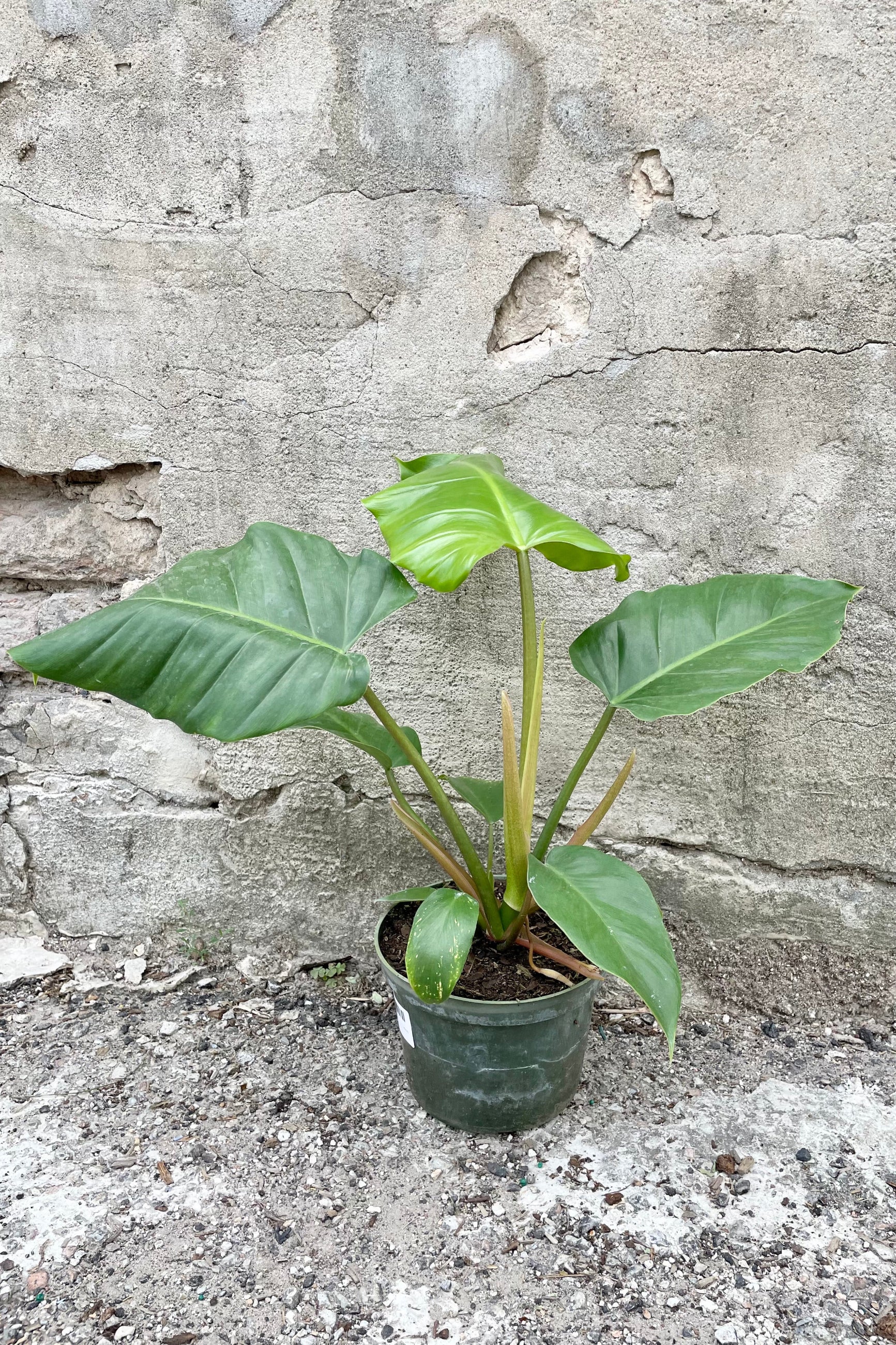Philodendron 'Jungle Fever' in a 6" growers pot looking sexy with its big green leaves against a concrete wall at Sprout-home.