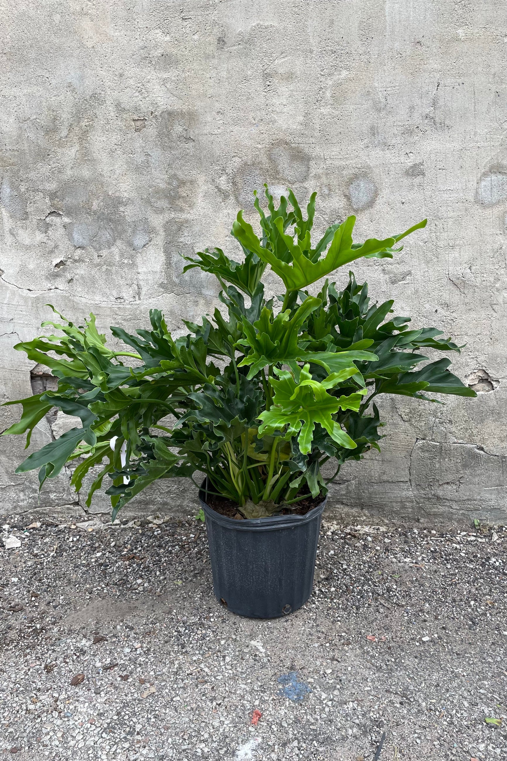 Philodendron sellout 'Lickity Split' in a 10" growers pot against a grey wall.