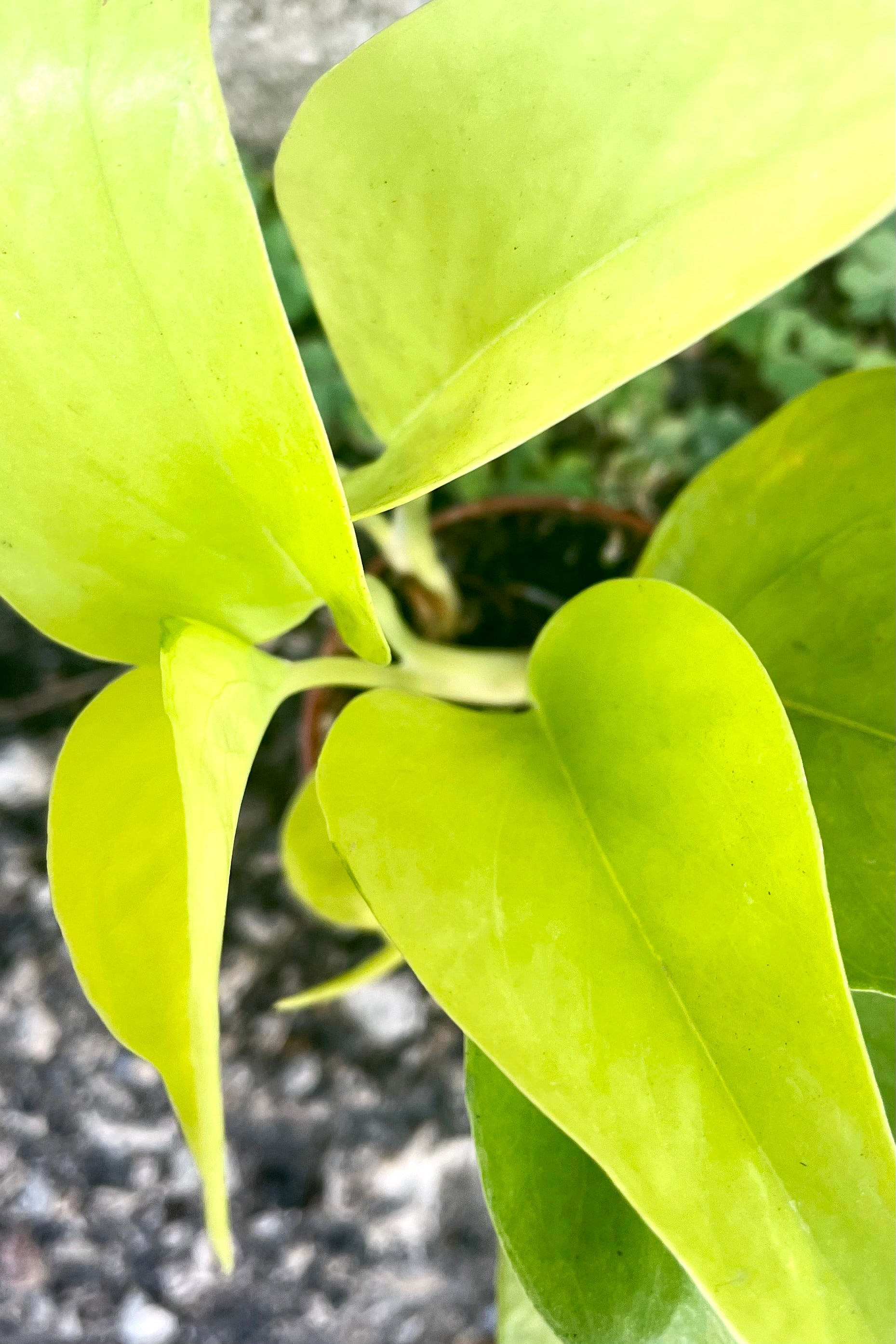 An overhead detailed view of the leaves of the 2" Pothos Epipremnum against a concrete backdrop