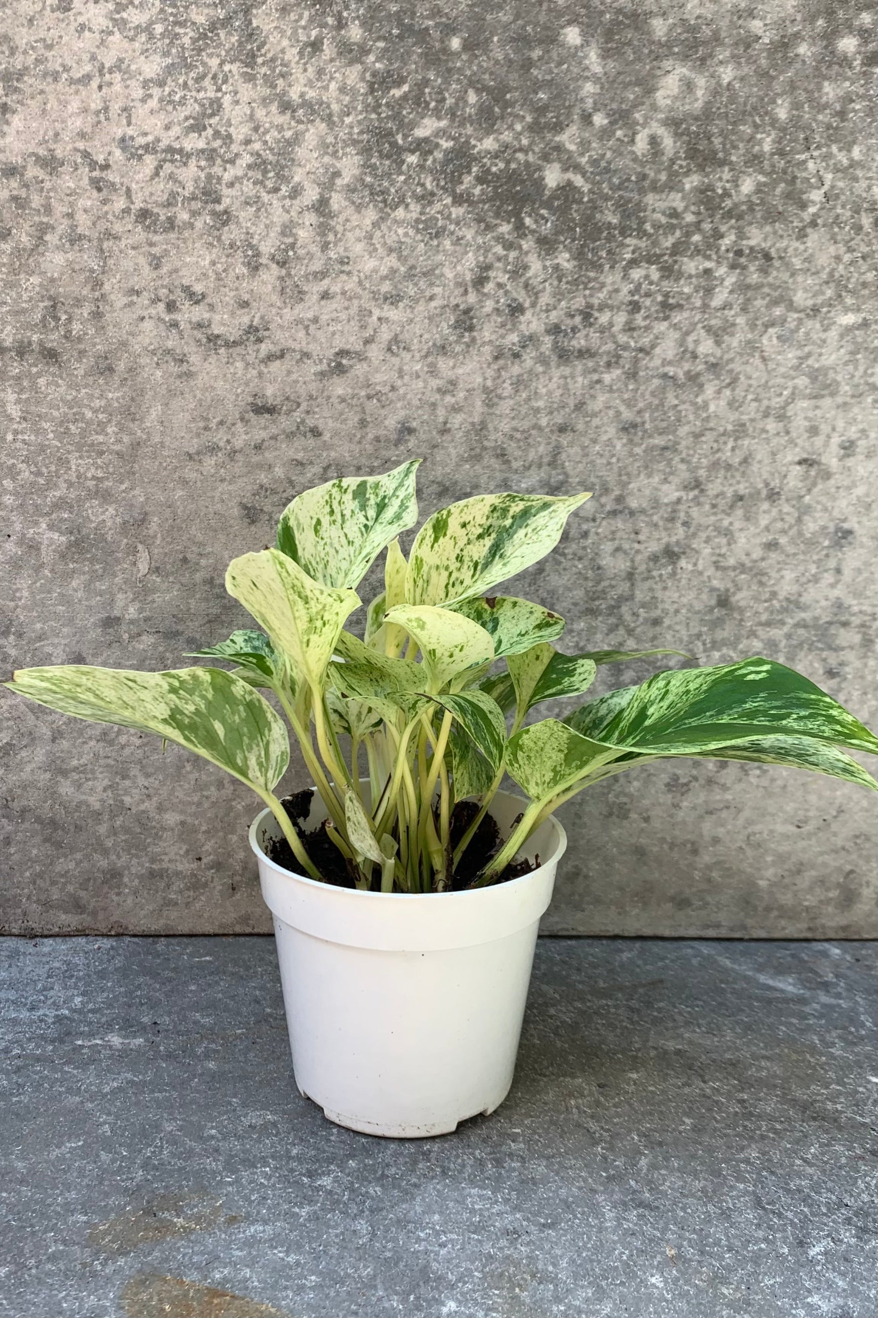 far shot of marbled leaf pothos plant in a 4" pot