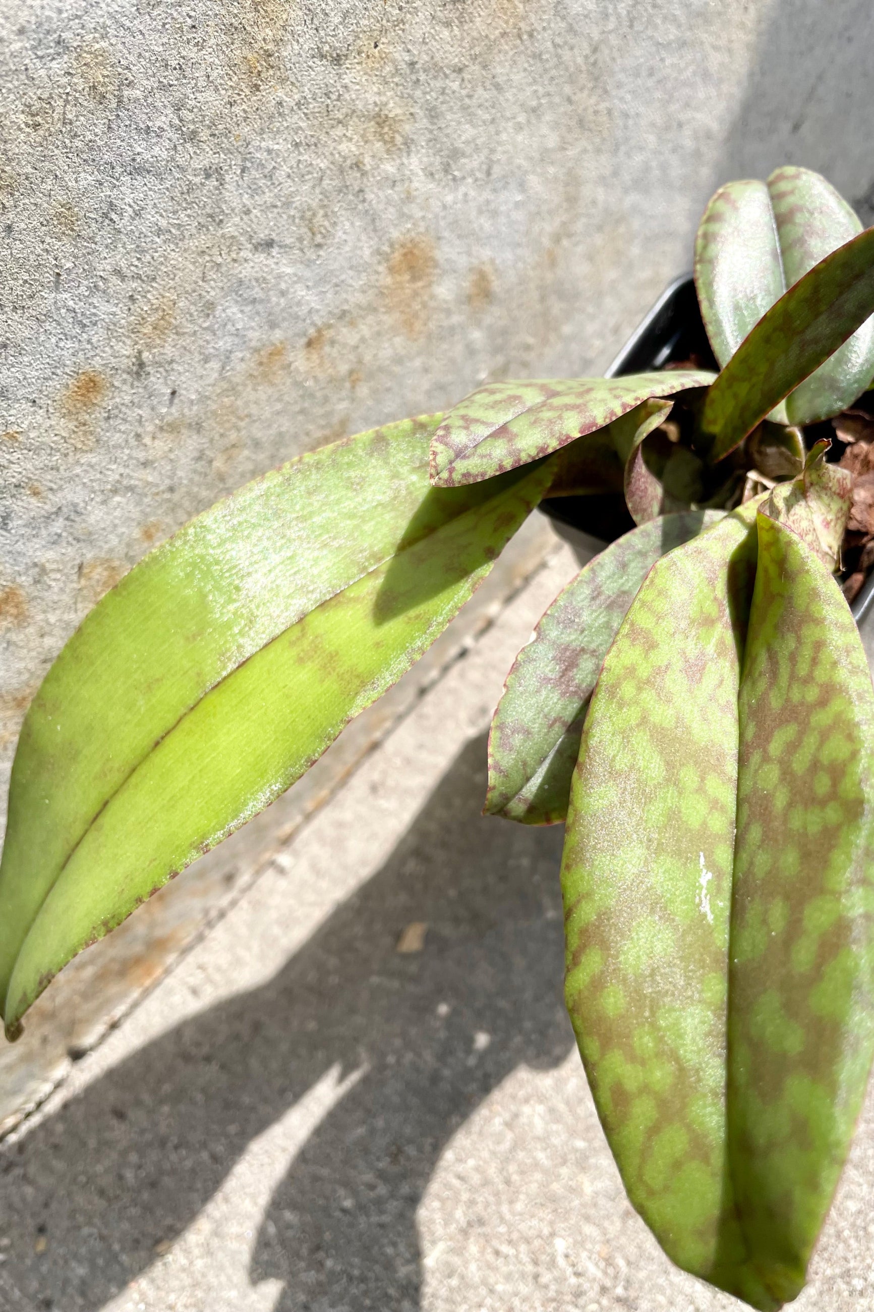 A detail picture showing the green and burgundy mottled leaves of the Psychopsis orchid.