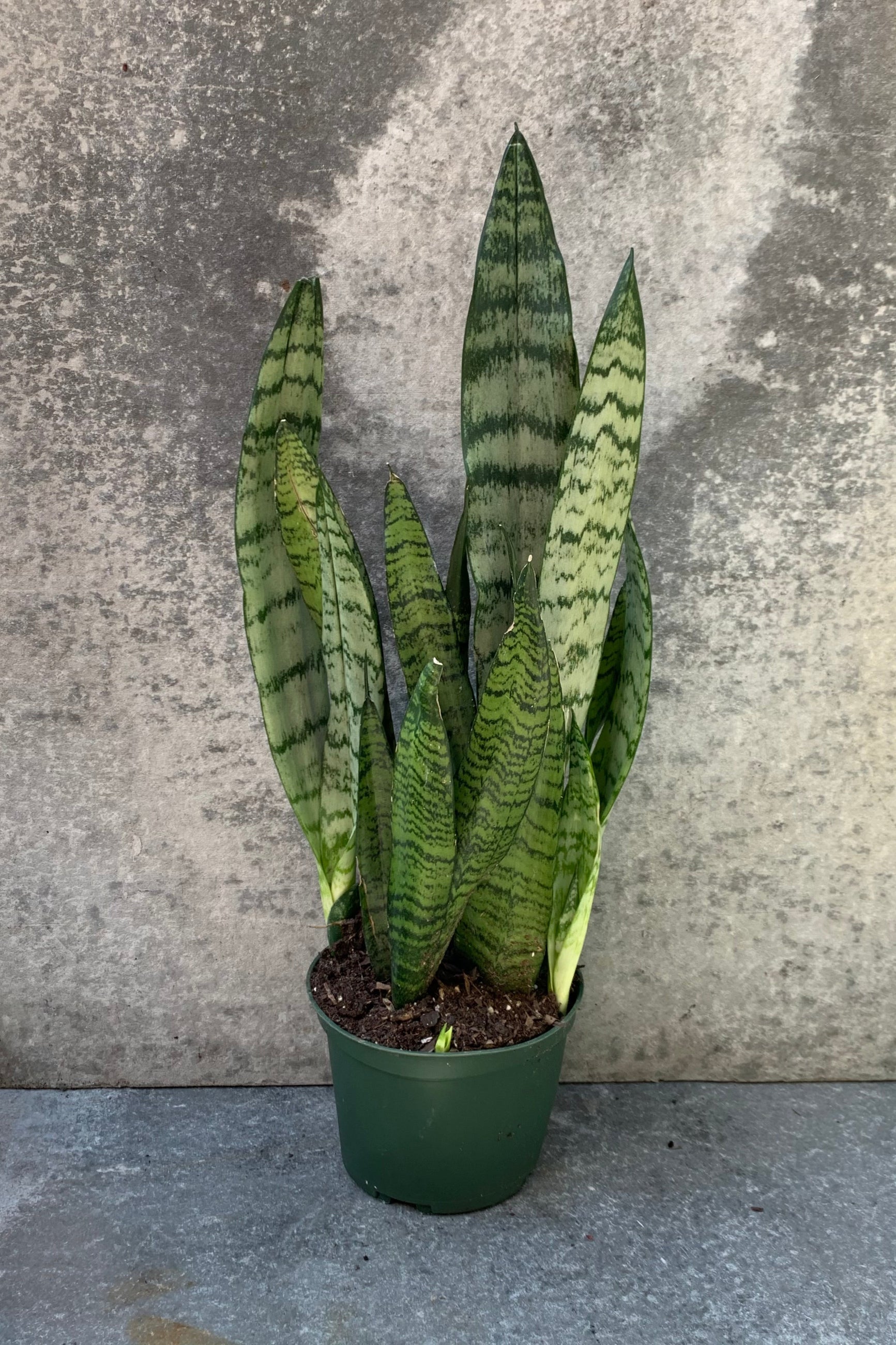 Sansevieria 'Zeylanica' in a 6 inch pot.