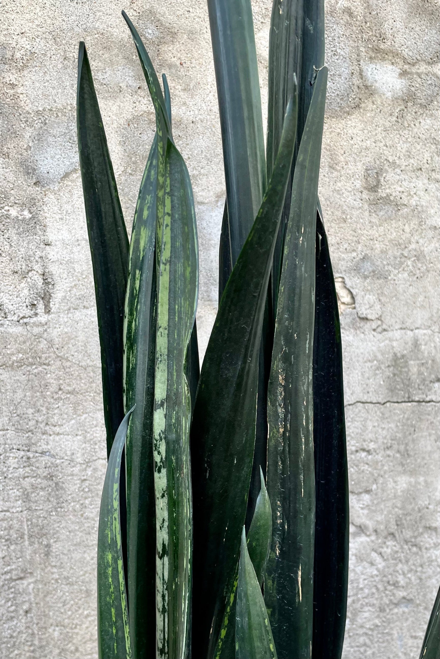 Sansevieria 'Zulu' detail of dark green variegated leaves against grey wall.