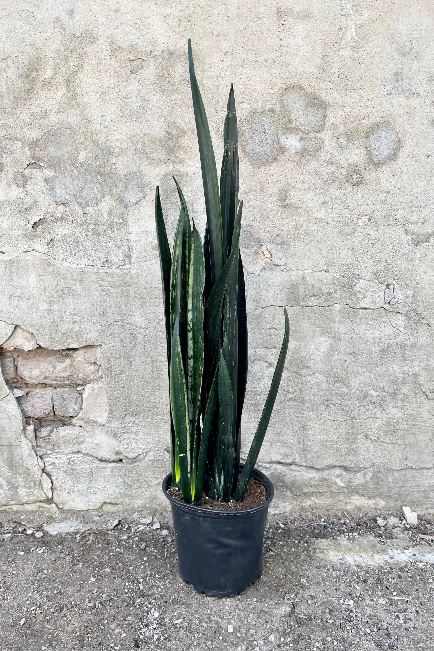 Sansevieria 'Zulu' 10" growers pot with dark green variegated leaves against grey wall.