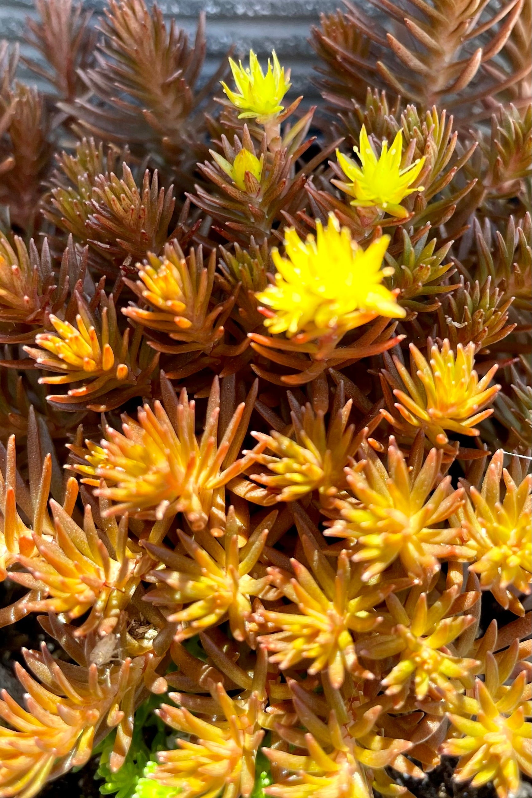 The bronze succulent foliage and yellow flowers of 'Chocolate Ball' Sedum in mid July at Sprout-home. ©Sprout Home