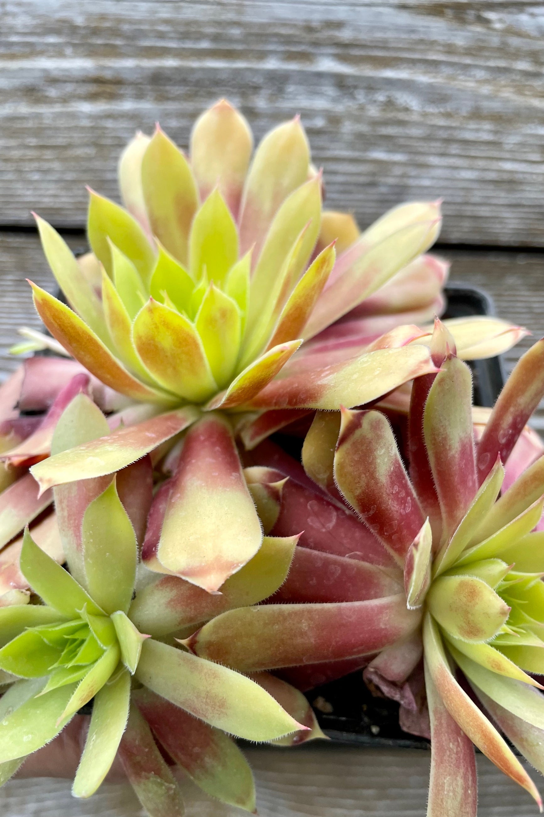A close up detail shot of the bright yellow green and burgundy thick succulent like leaves of the Sempervivum 'Gold Nugget' during mid May ©Sprout Home