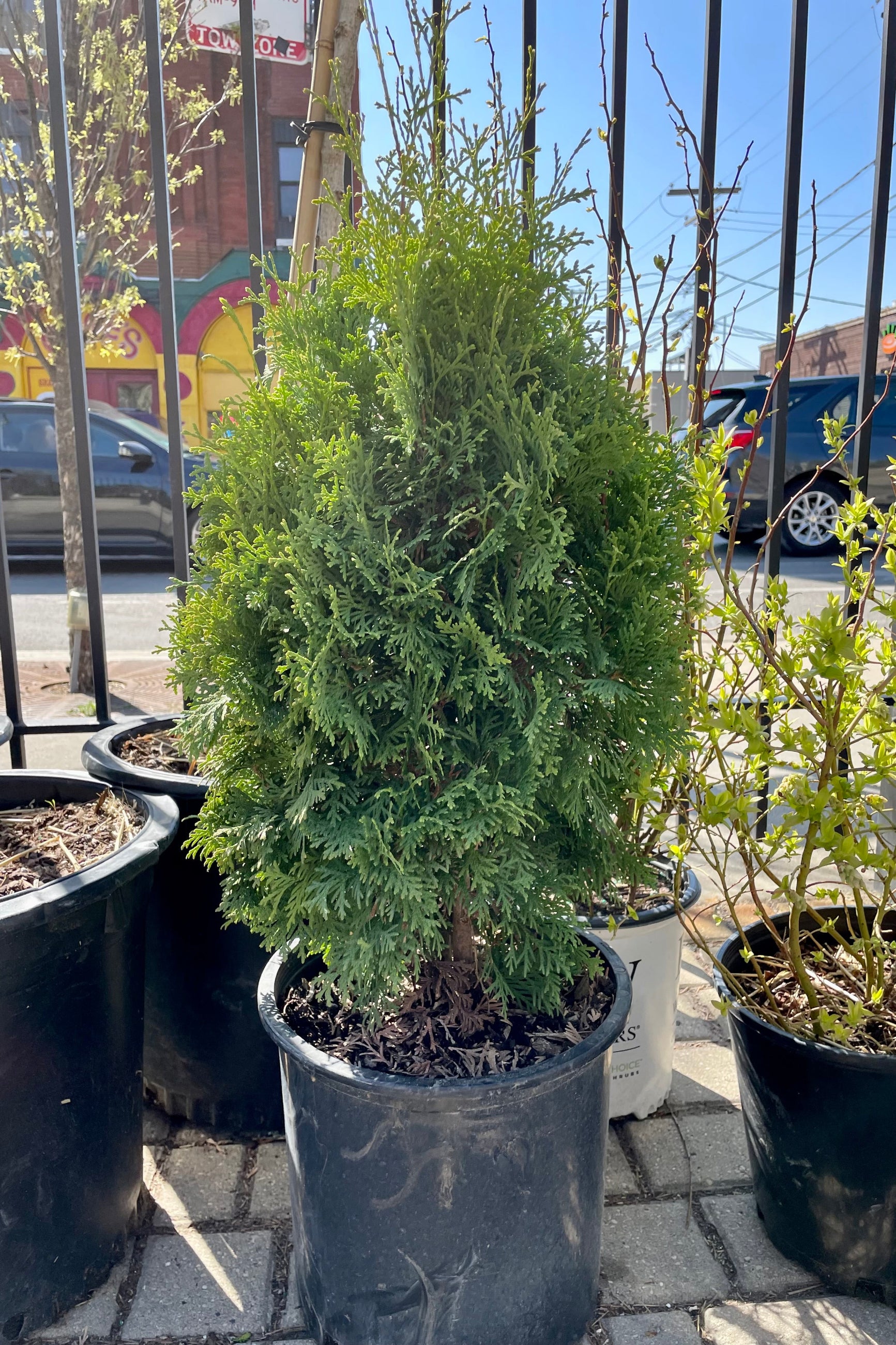 Thuja 'Pyramidalis' in a #5 pot the middle of April showing the upright nature and green foliage at Sprout-home. ©Sprout Home
