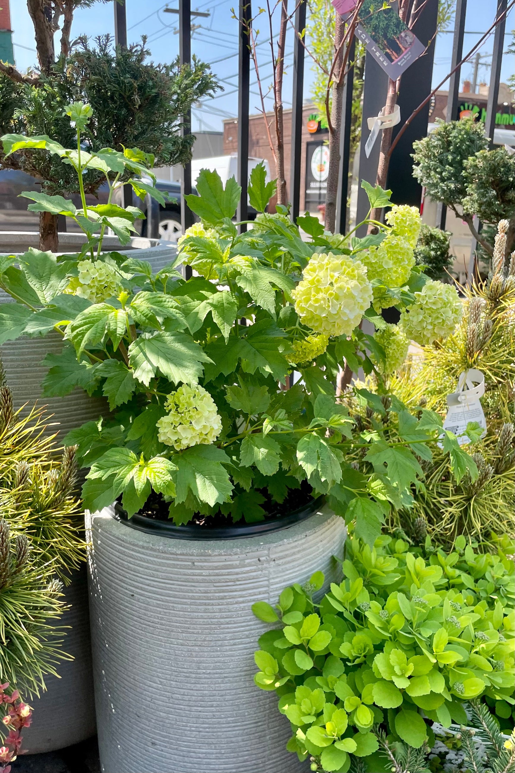 The Viburnum opulus 'Roseum' shrub in bloom during the middle of May sitting in s decorative gray pot in the Sprout-home yard. ©Sprout Home
