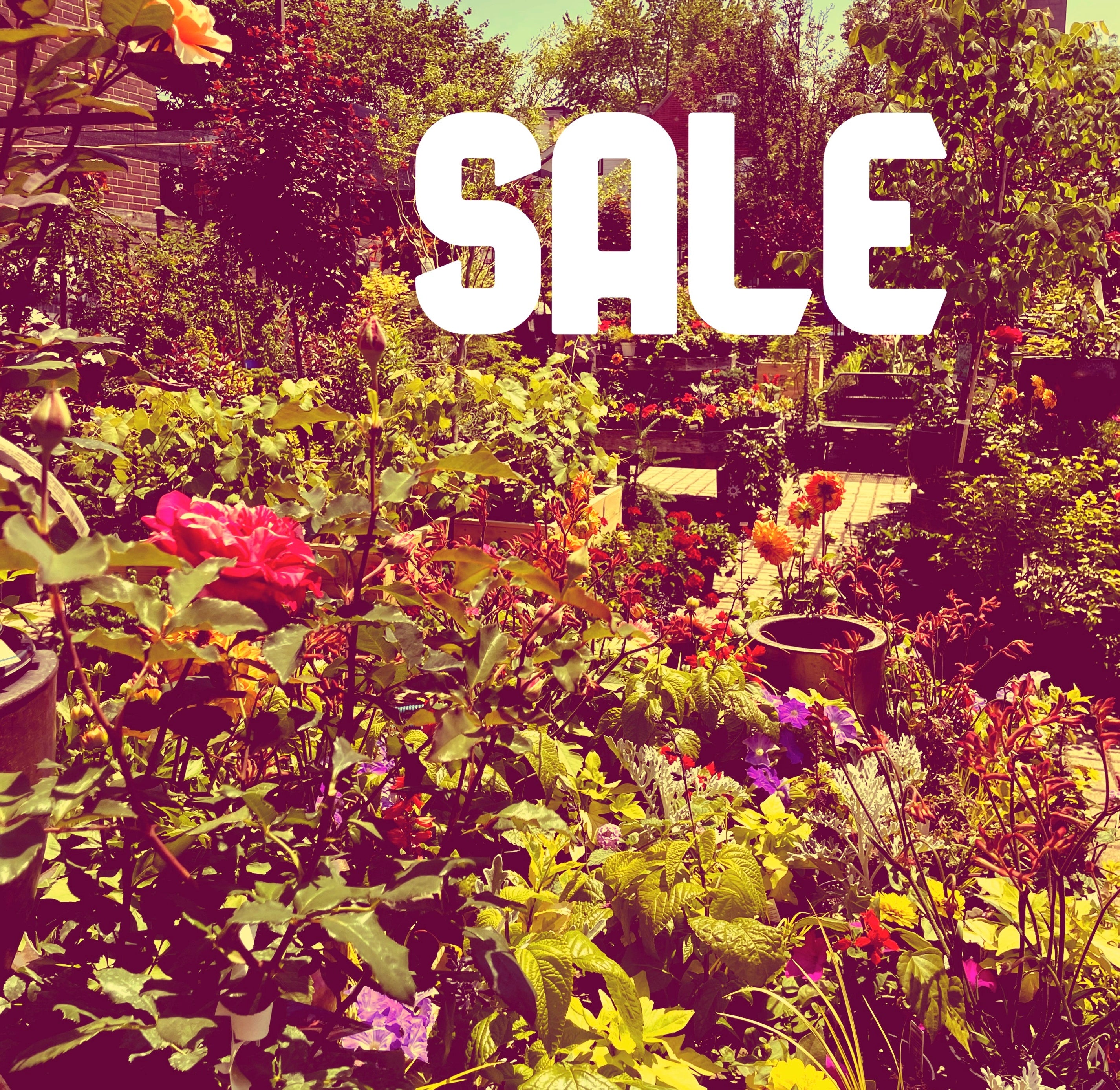 Sprout-home Sale section image. All store sale items are here for local delivery or pick up. While supplies last.  