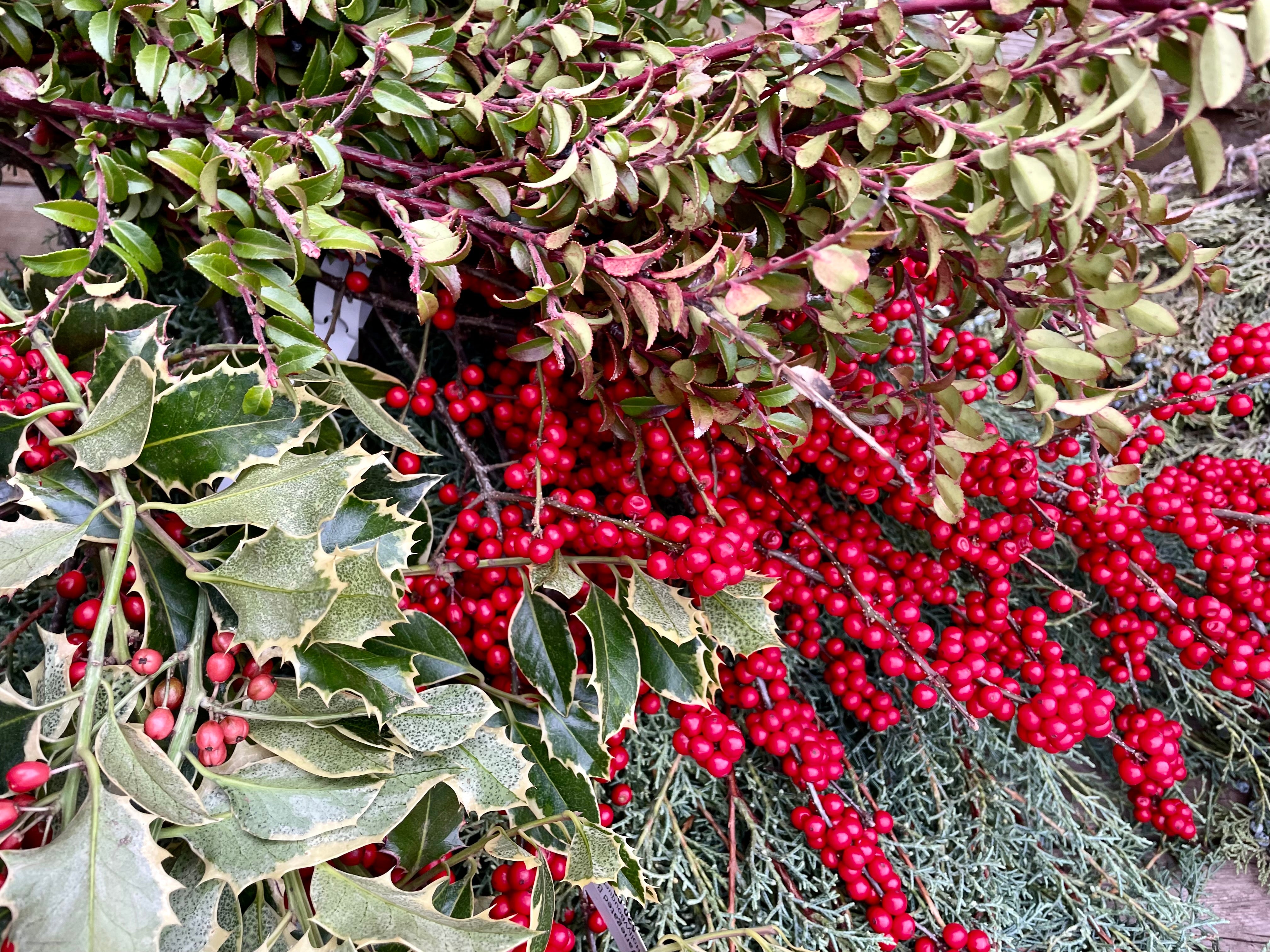 A collection of cut evergreen branches, red berries and winter greens for outdoor containers to celebrate winter at Sprout-home.