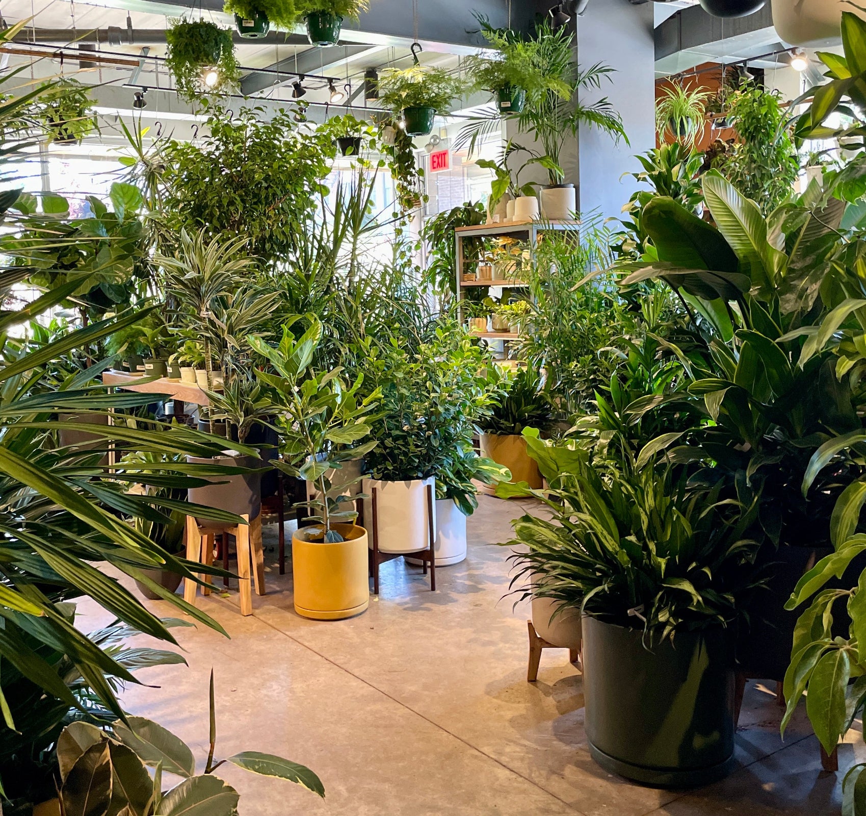 interior at Sprout-home in Chicago during the day surrounding by plants on all sides.