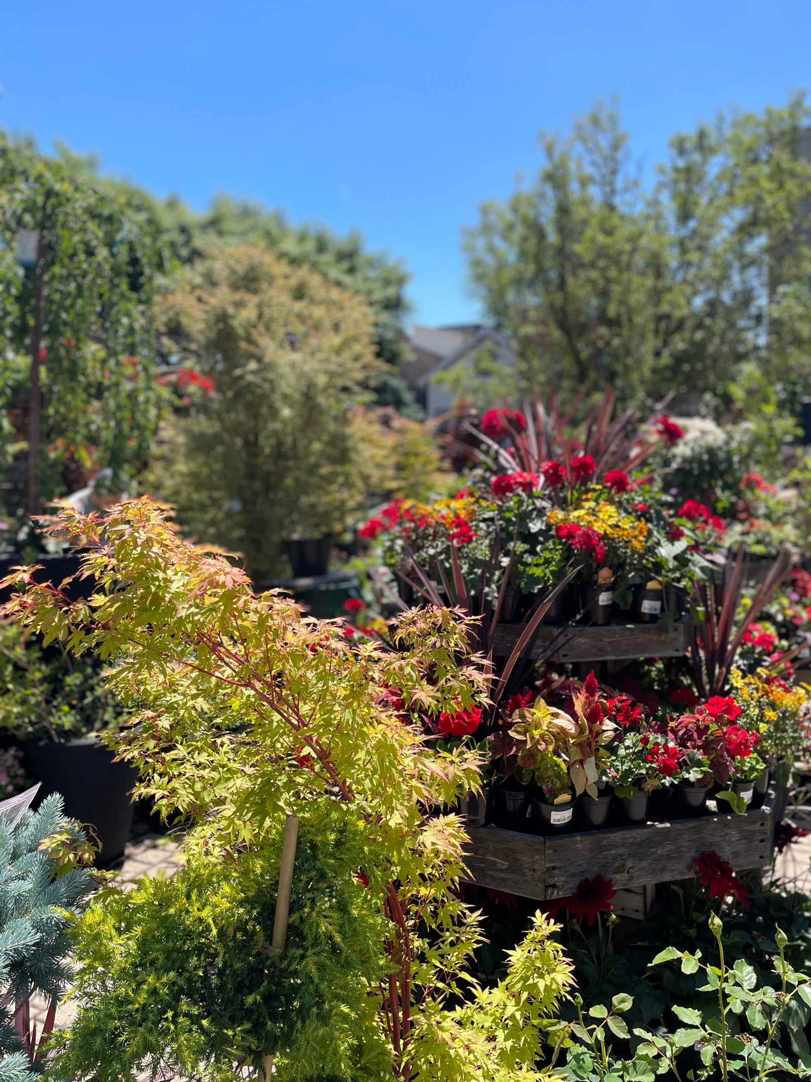 The outdoor garden at Sprout-home the middle of summer with annual red flowers and a blurred background. 