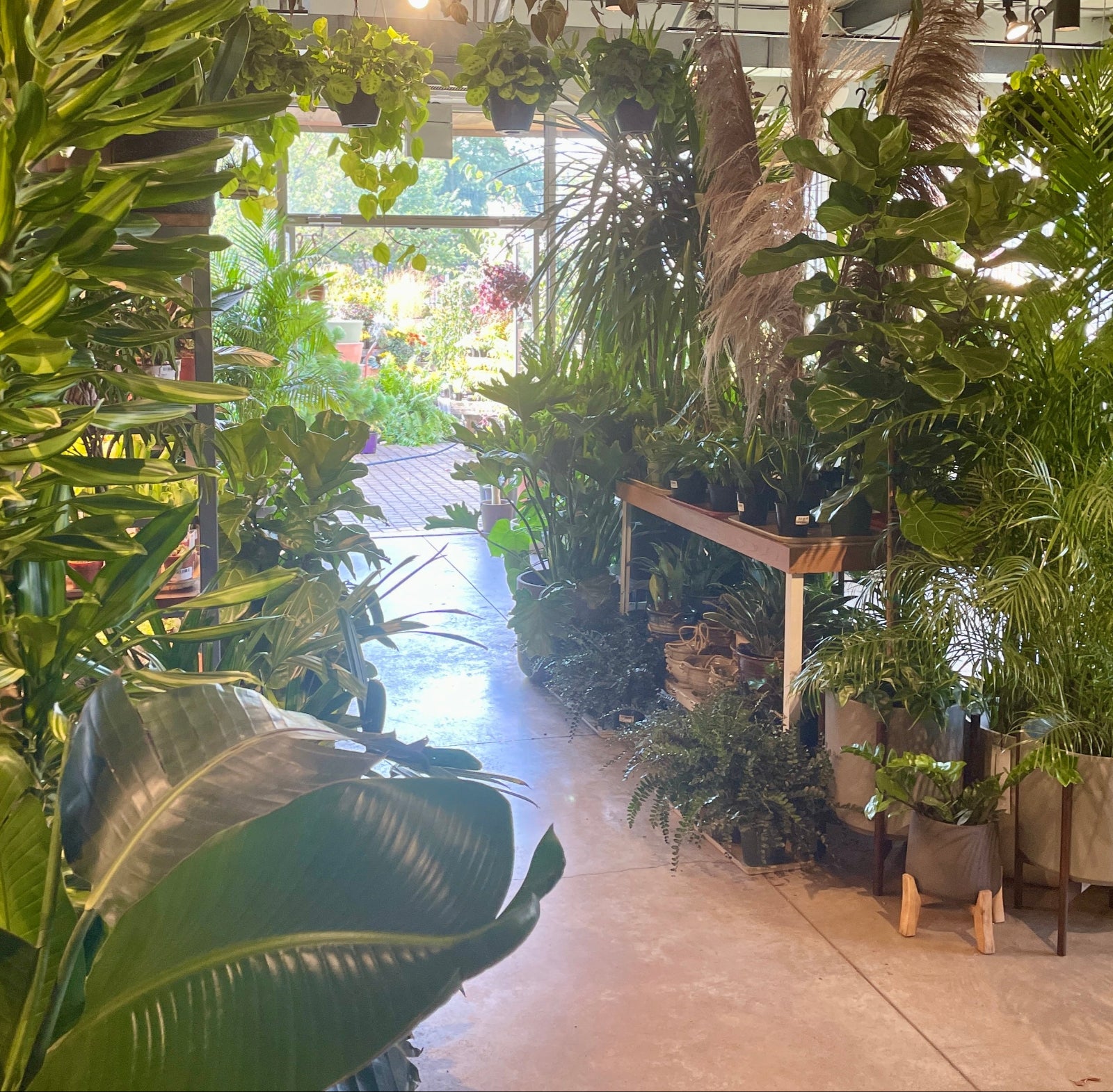 The interior of Sprout-home filled with plants everywhere and looking out towards the outdoor yard.