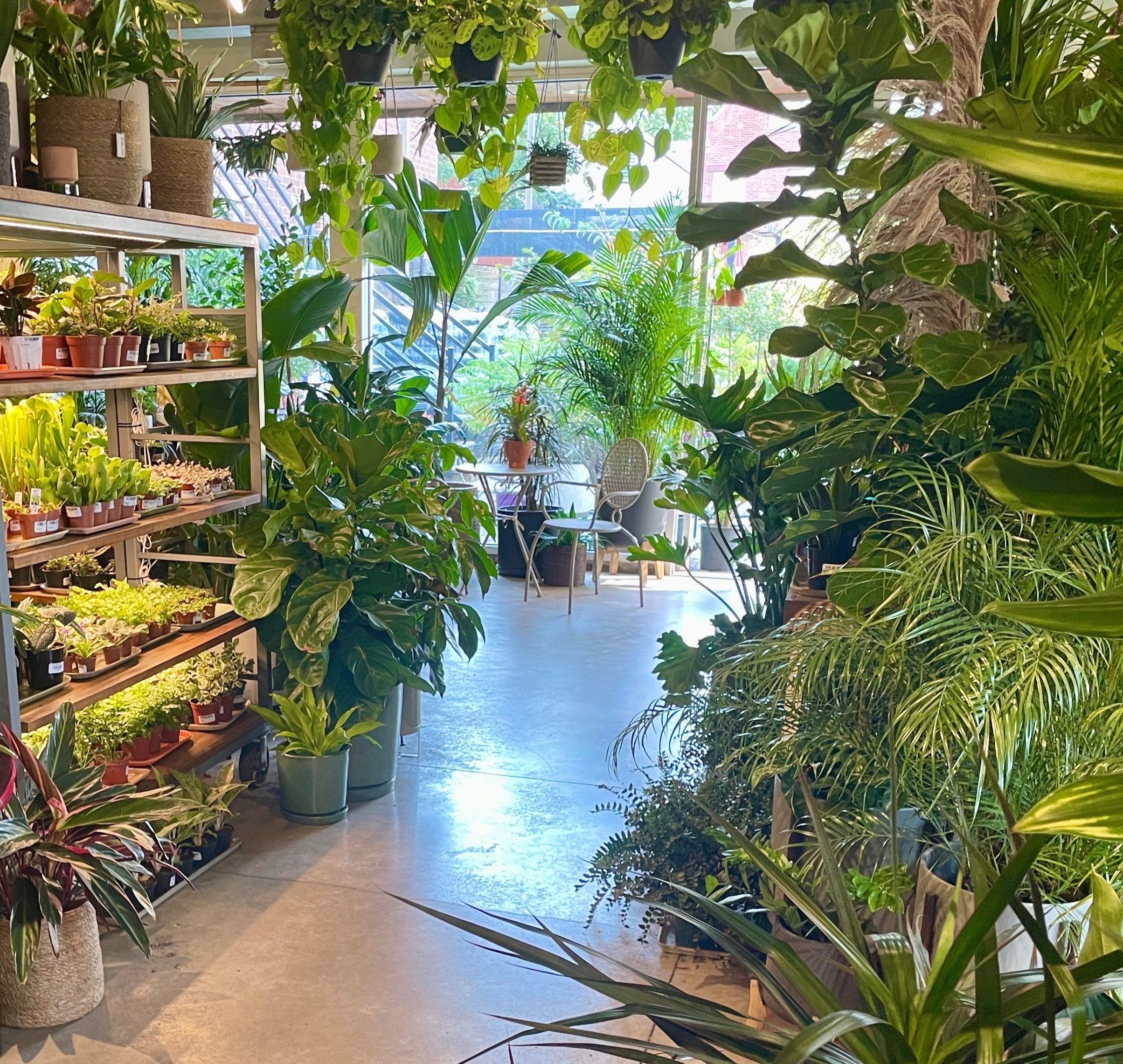 The inside of Sprout Hoe garden shop at 745 N damen showing a view down an aisle in the middle of the store looking towards the south windows outside. 
