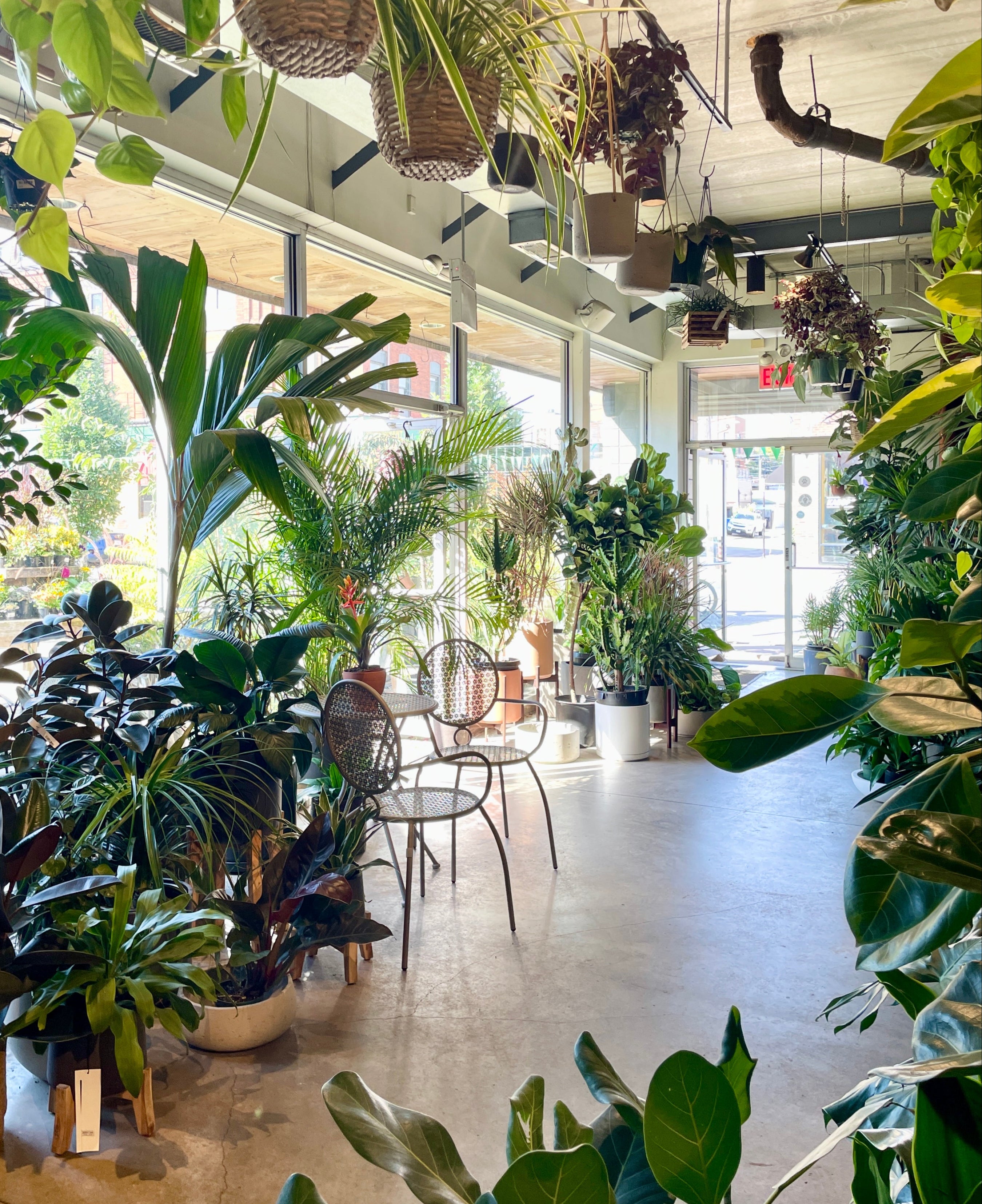 The inside of Sprout-home the garden shop with the sun shining through the windows and doors. surrounded by plants