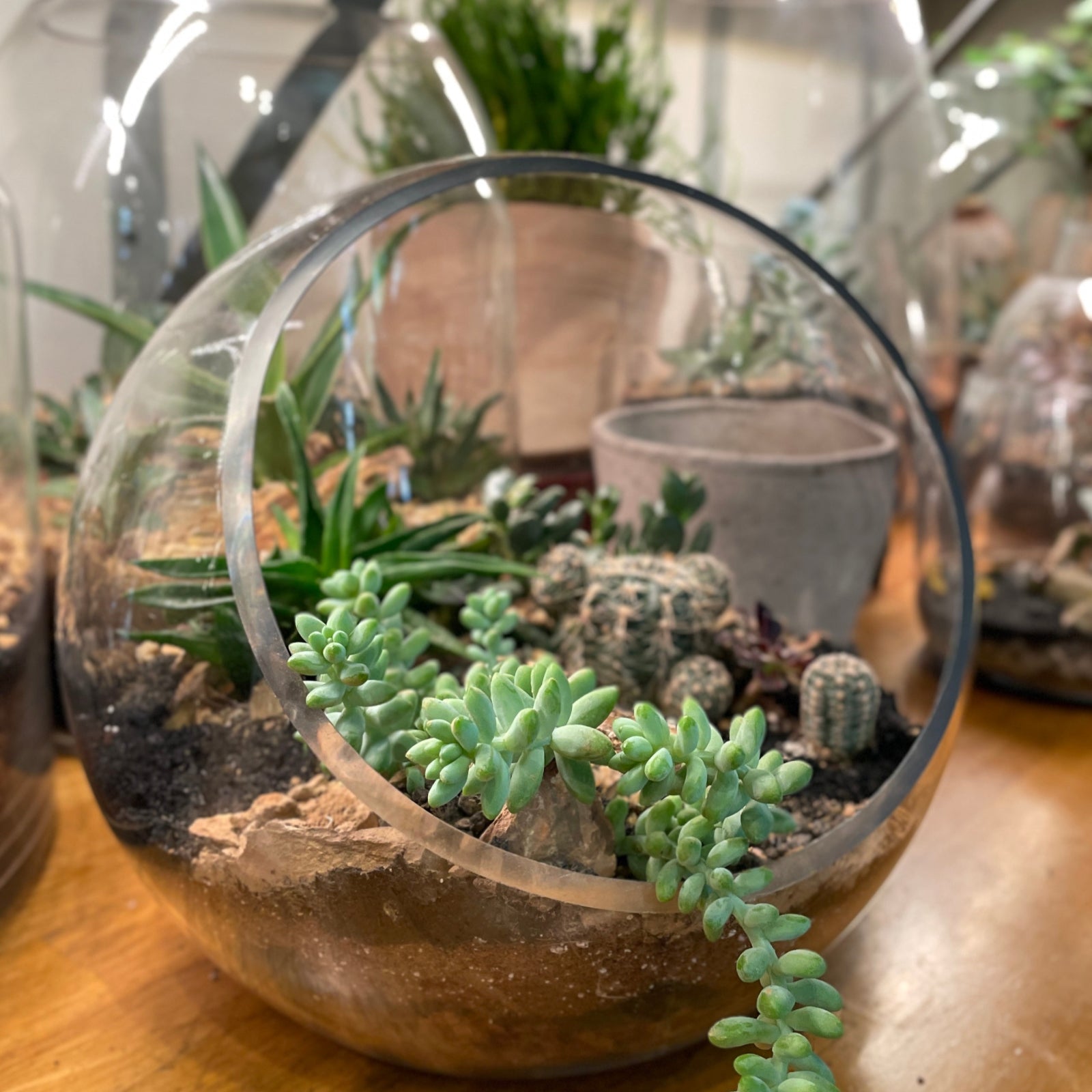 glass terrarium with succulents on a shelf at Sprout-home