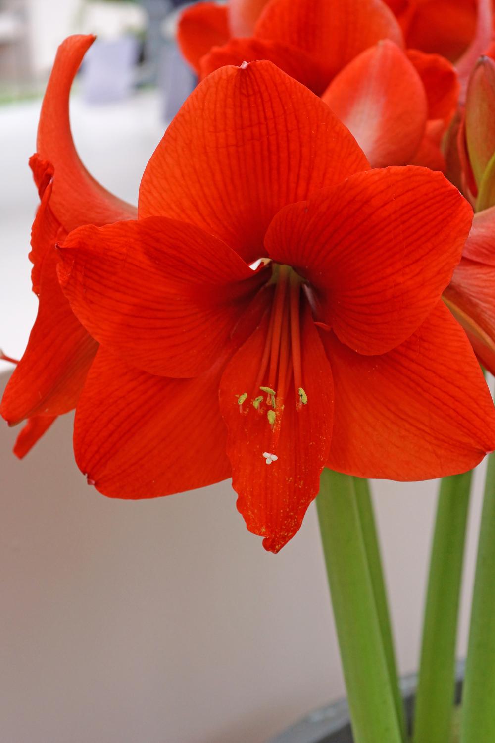 Amaryllis 'Naranja' in bloom with its bright orange red flowers.  Photograph by De Vroomen.
