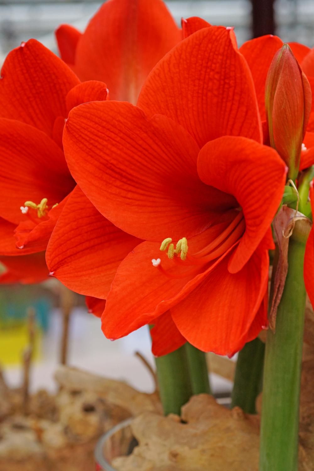 Amaryllis 'Naranja' in bloom with its bright orange red flowers.  Photograph by De Vroomen.