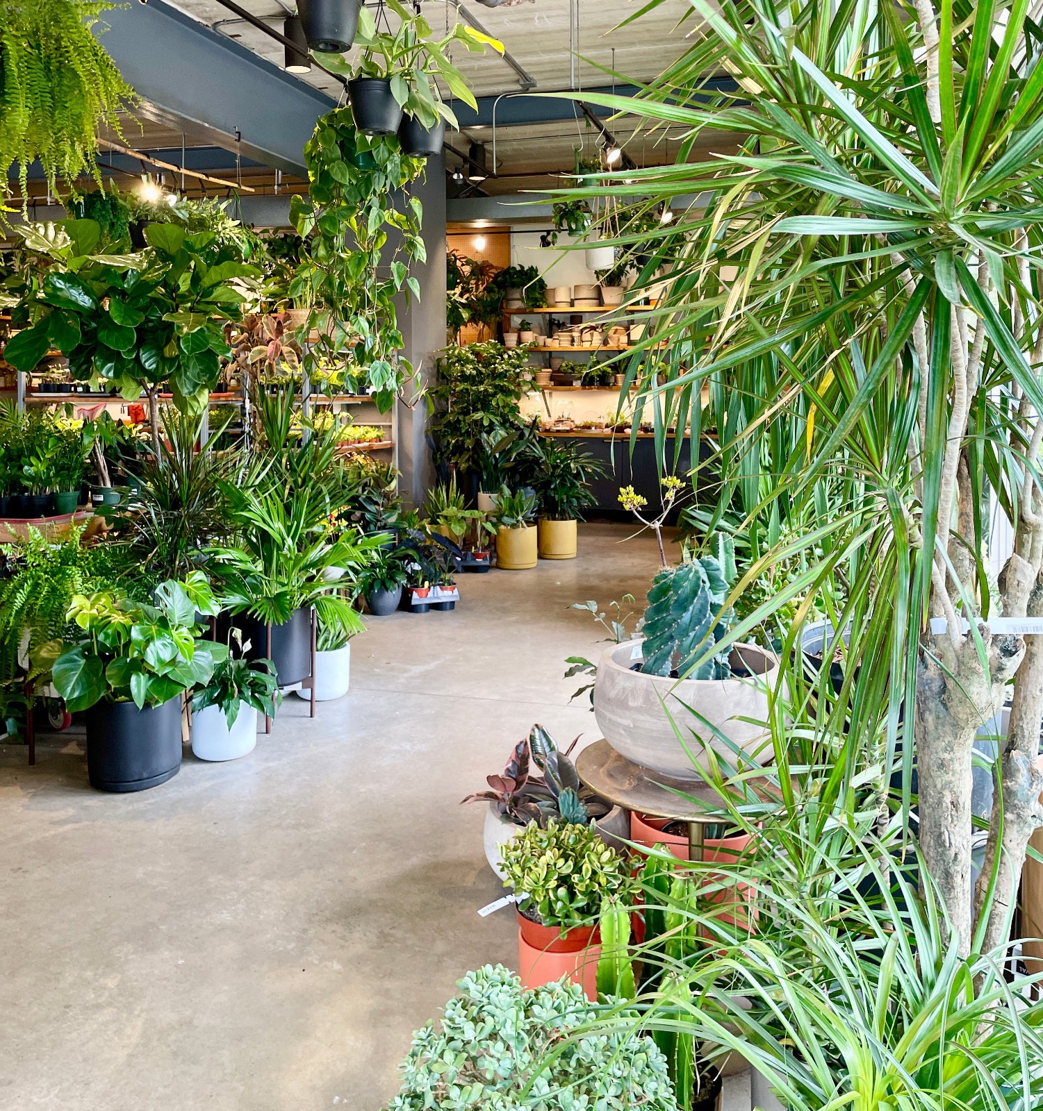 Interior of Sprout-home at 745 N. Damen Ave. Chicago with plants on both sides and shelves in the distance covered in plants and containers. 
